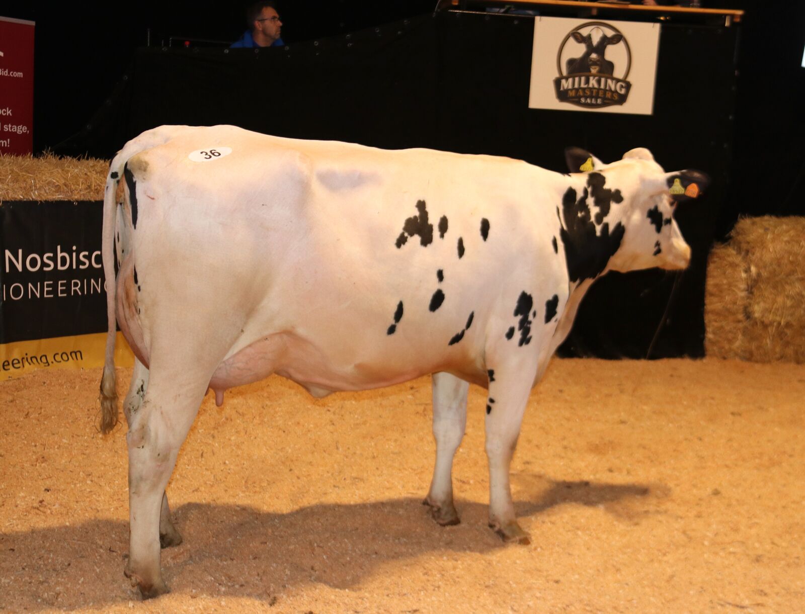 Diese harmonische Rafting Tochter von Georg Daamen aus Bedburg-Hau hat bereits 43 kg Milch. Sie wechselte für 4.300 € nach Hessen.