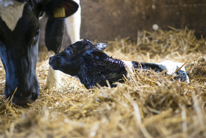 newborn-calf_160317-0001.jpg