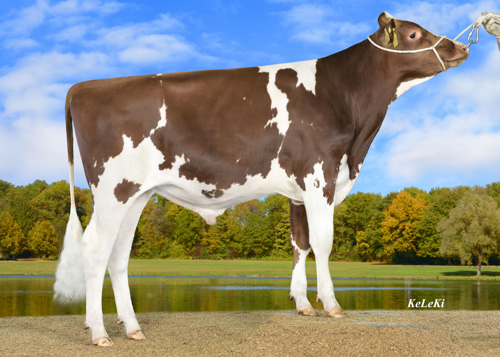 FLIGHT RED gehört zum Spitzentrio der deutschen Red-Holstein-Jungbullen und glänzt vor allem durch seinen hohen Gesundheitszuchtwert (RZGesund 131).