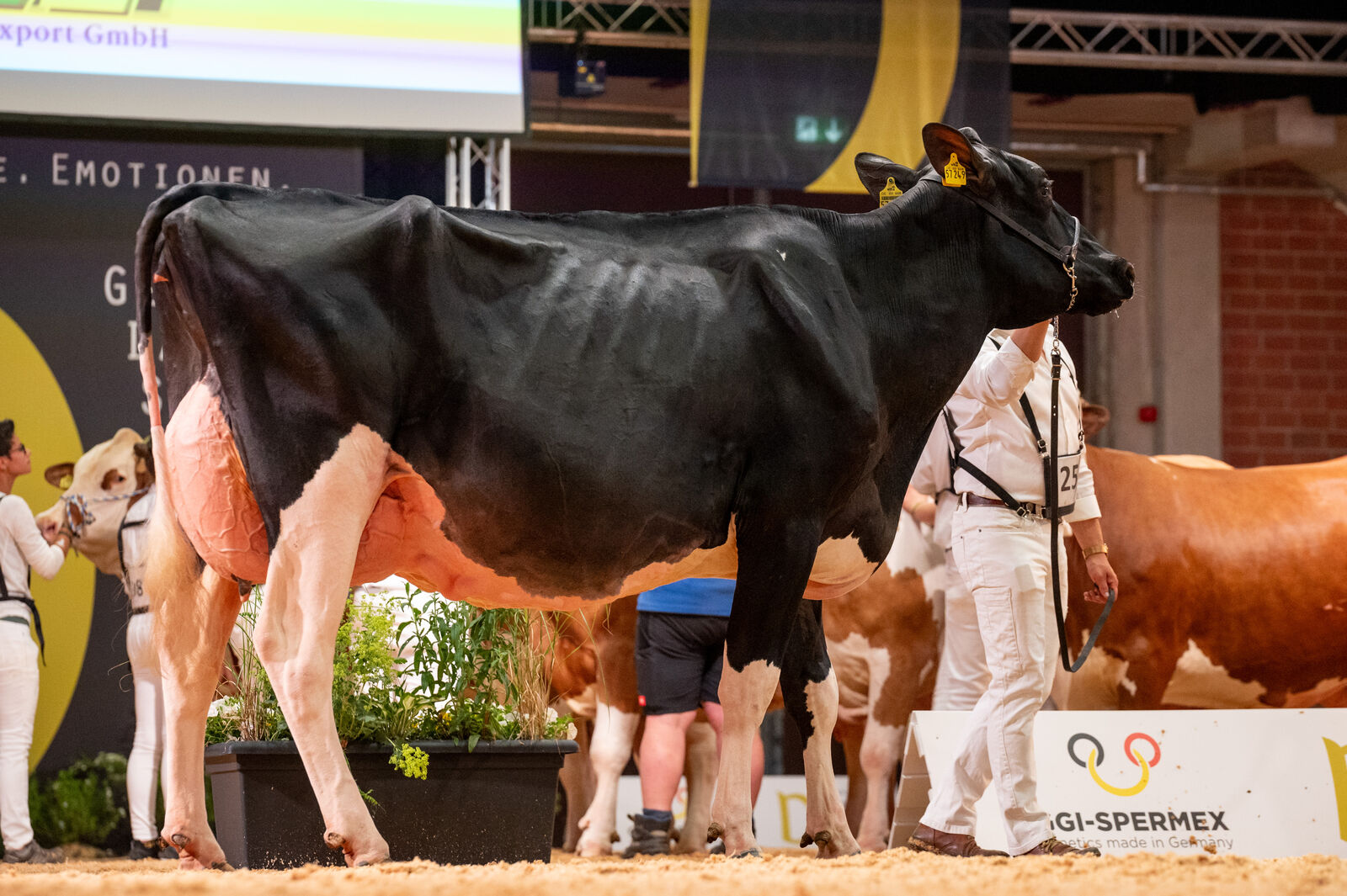 Holstein Junge Klasse: Ravenna von Dominick Hannuschke