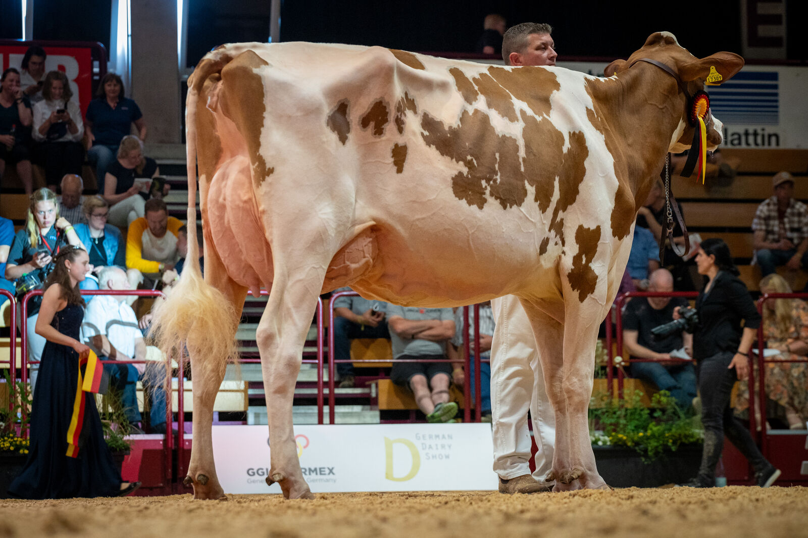 Red Holstein Junge Klasse - Reservesiegerin WR Romance von Ludger Wiewer