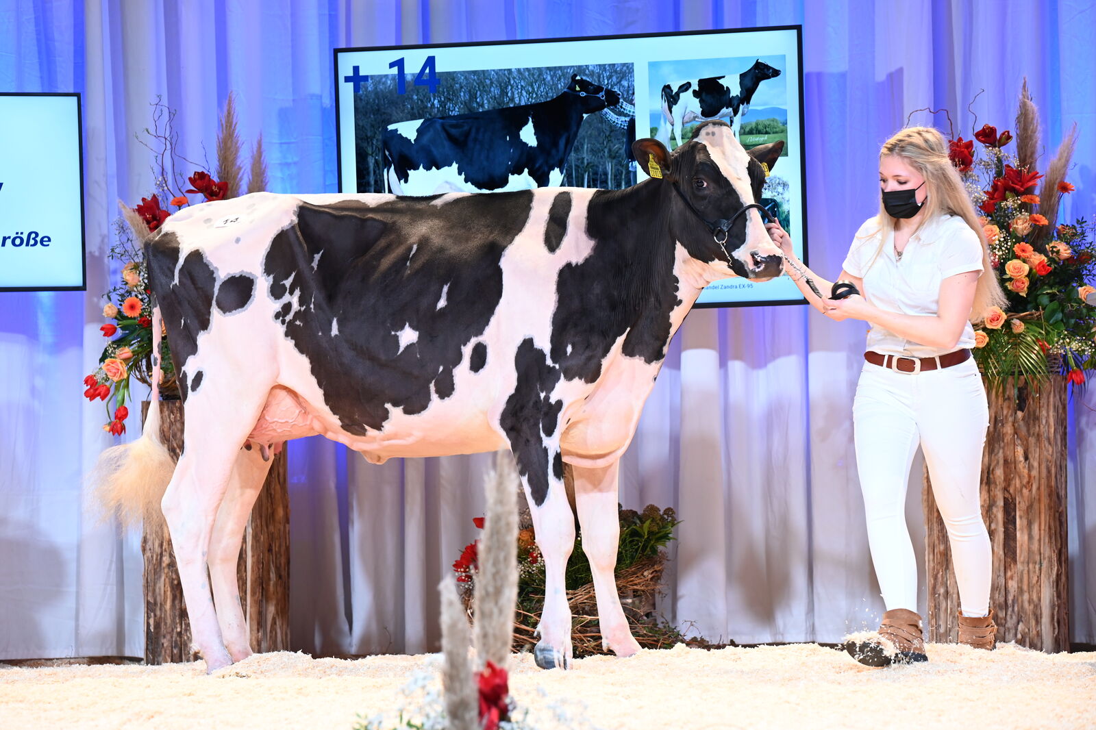 WIT Zoe ist die teuerste schwarzbunte Färse des HighlightSales 2022.