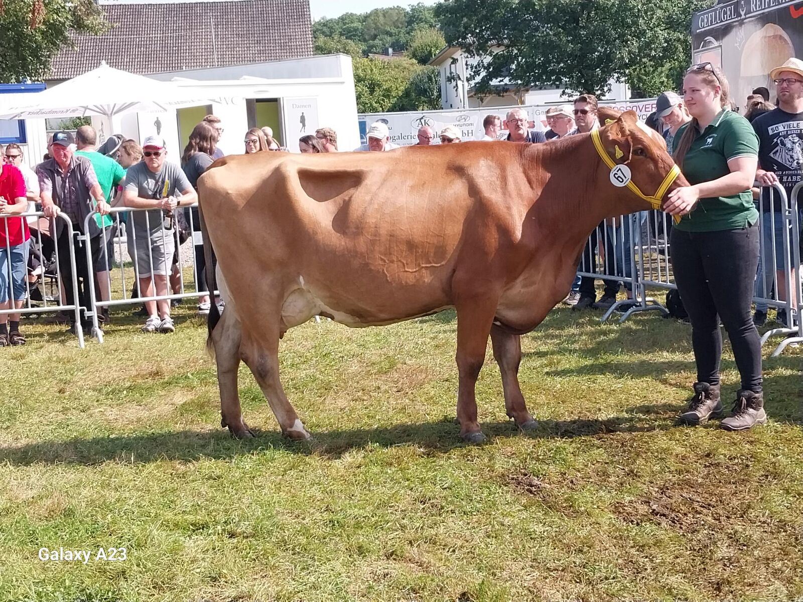 Gespannt warten die Siegerkuh der Rasse Rotvieh, die Nougat-Tochter Flanna aus der Zucht von Bernd Henk aus Bad Berleburg und ihre Vorführerin auf das Richtergebnis in der Rotviehkonkurrenz.