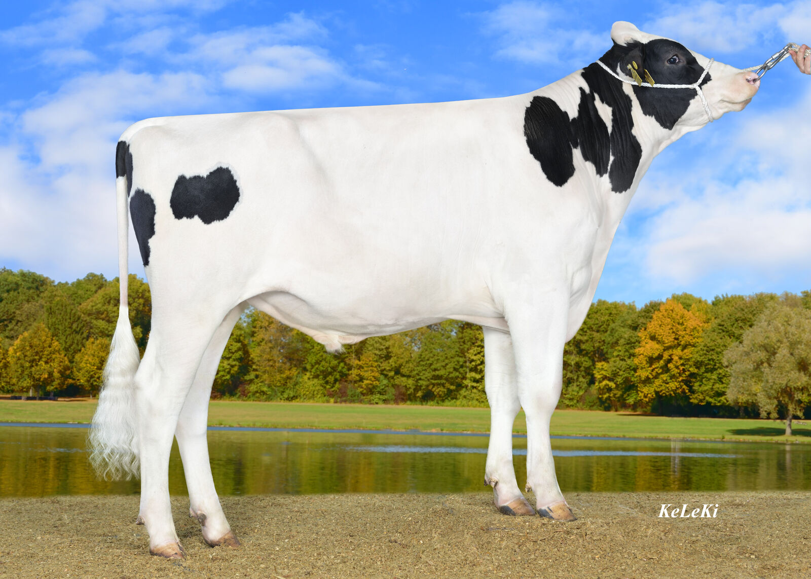 STAR P RDC ist der höchste Rotfaktorbulle sowohl nach RZG (166) als auch nach RZ€ (2.820)