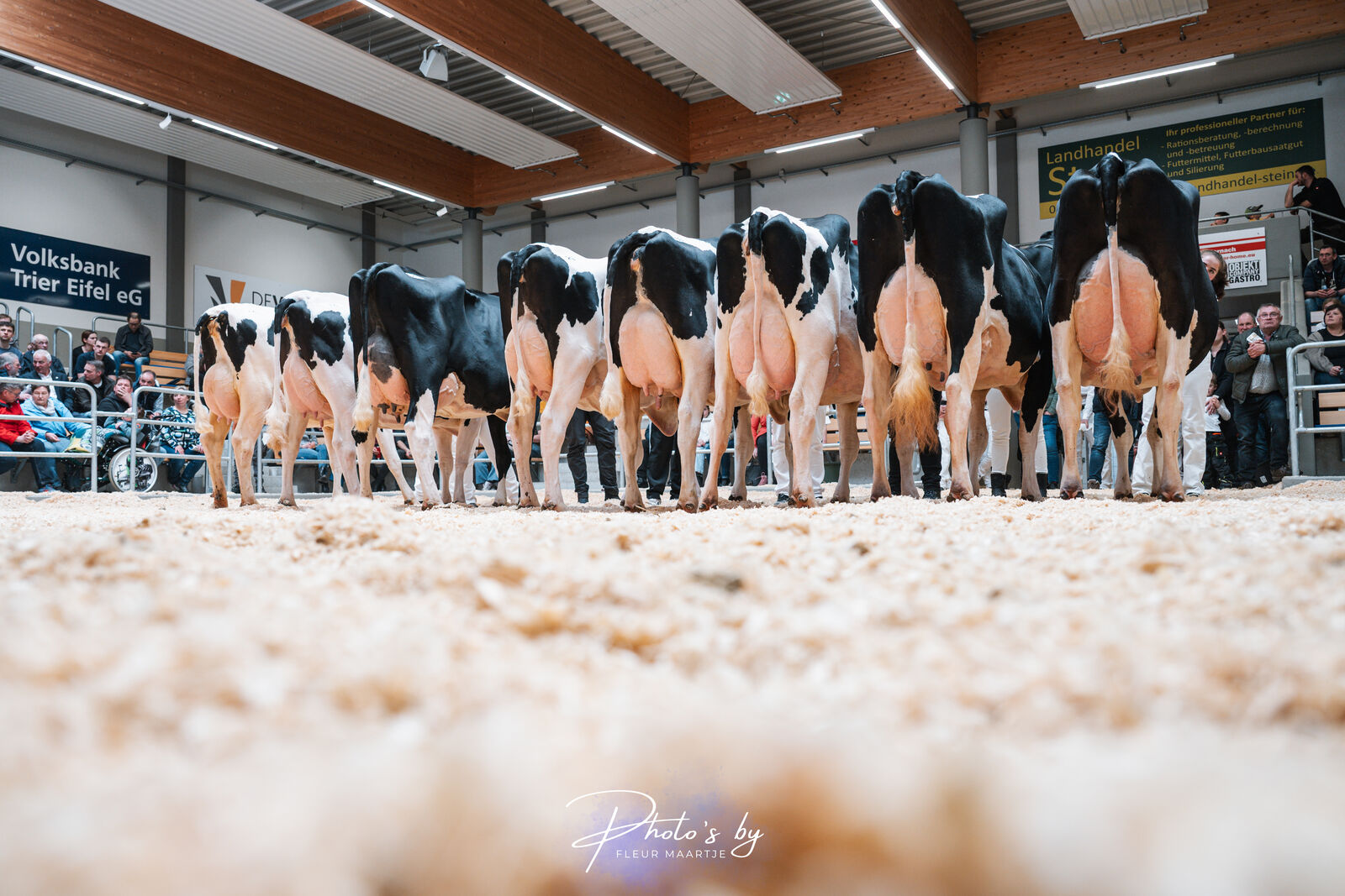 Eine Nachzuchtgruppe des Bullen GIN COSINUS aus dem Schaukontingent sorgte für besondere Aufmerksamkeit. Mehrere Töchter überzeugten bereits in den Einzelklassen mit Top-Platzierungen und unterstrichen seine züchterische Bedeutung. COSINUS-Züchter Kurt Gillessen aus Neustadt wurde dafür geehrt.