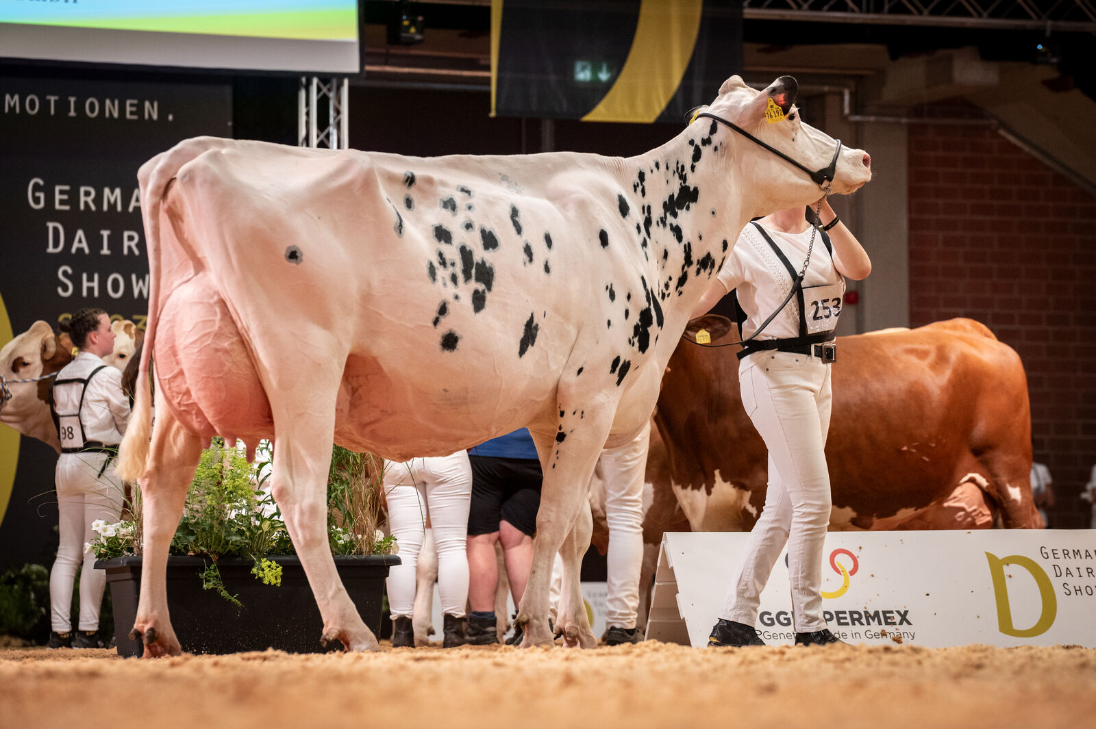 Holstein Junge Klasse: BaS Tess von Christian Bange  