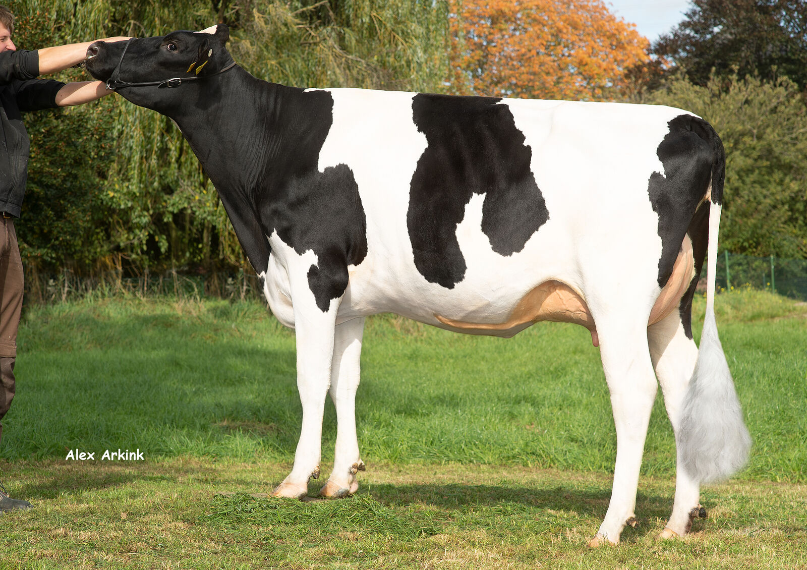Fighter-Tochter Neuling Fighter behauptet sich auch bei den tochtergeprüften Bullen.