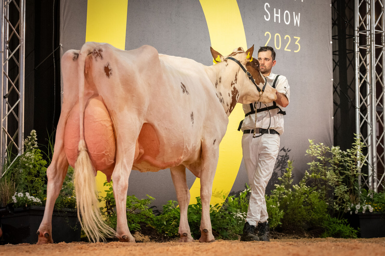 Red Holstein Lebensleistungsklasse: Sungirl von Christa Ewig