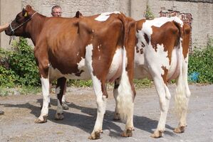 Jun_17_Ladd_P_LeukersPleines_302_303.JPG