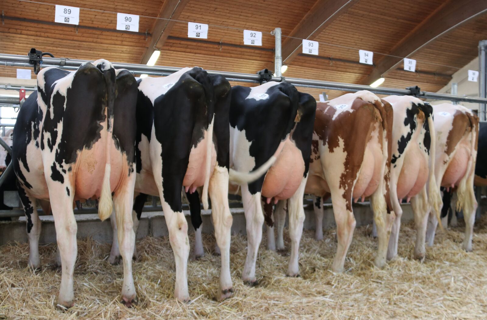 Die große Anzahl leistungsstarker Holsteins aus besten Kuhfamilien zog die Kaufinteressenten in die Ställe der RUW nach Fließem.