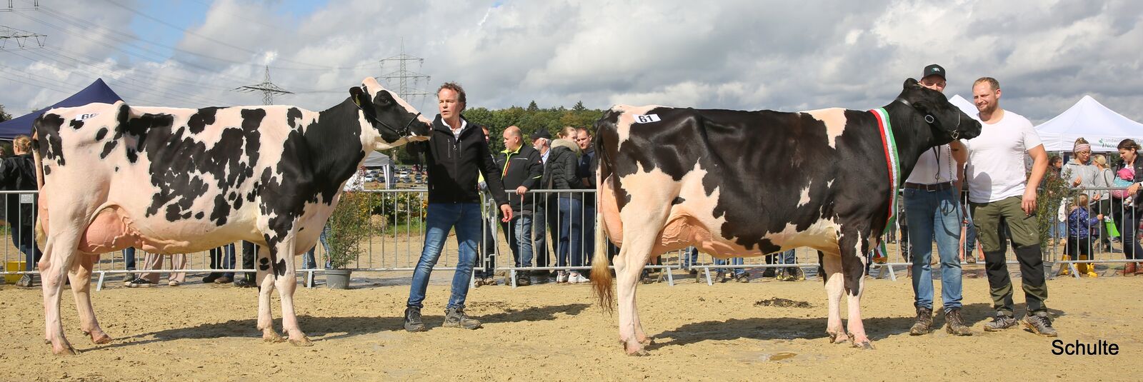 Lennya (Laurent P-Tochter, Kohlgrüber GbR, Kürten) siegte mit jugendlicher Frische und festem, hoch angesetztem Euter vor Laiza (Brady-Tochter, Bernd Lohmann) bei den älteren Holsteinkühen.