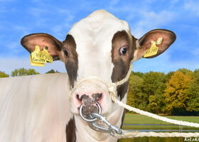 Cardiff_P_917723__v_Can_PP_RDC_Kopfbild__07-25_.jpg