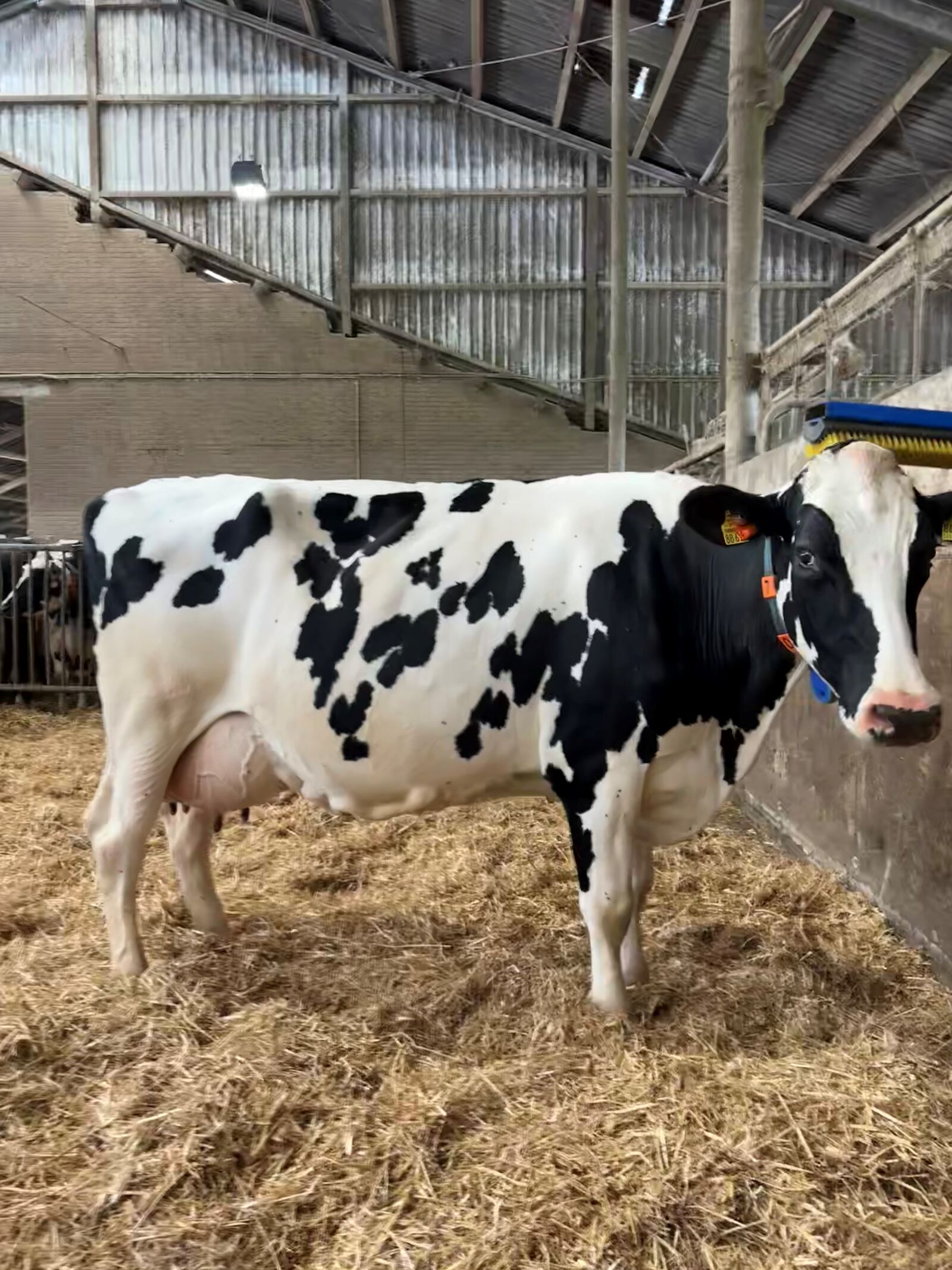 Rafting Tochter Bonita EX 90 vom Betrieb Georg Daamen mit einer Höchstleistung von 14.000 kg.