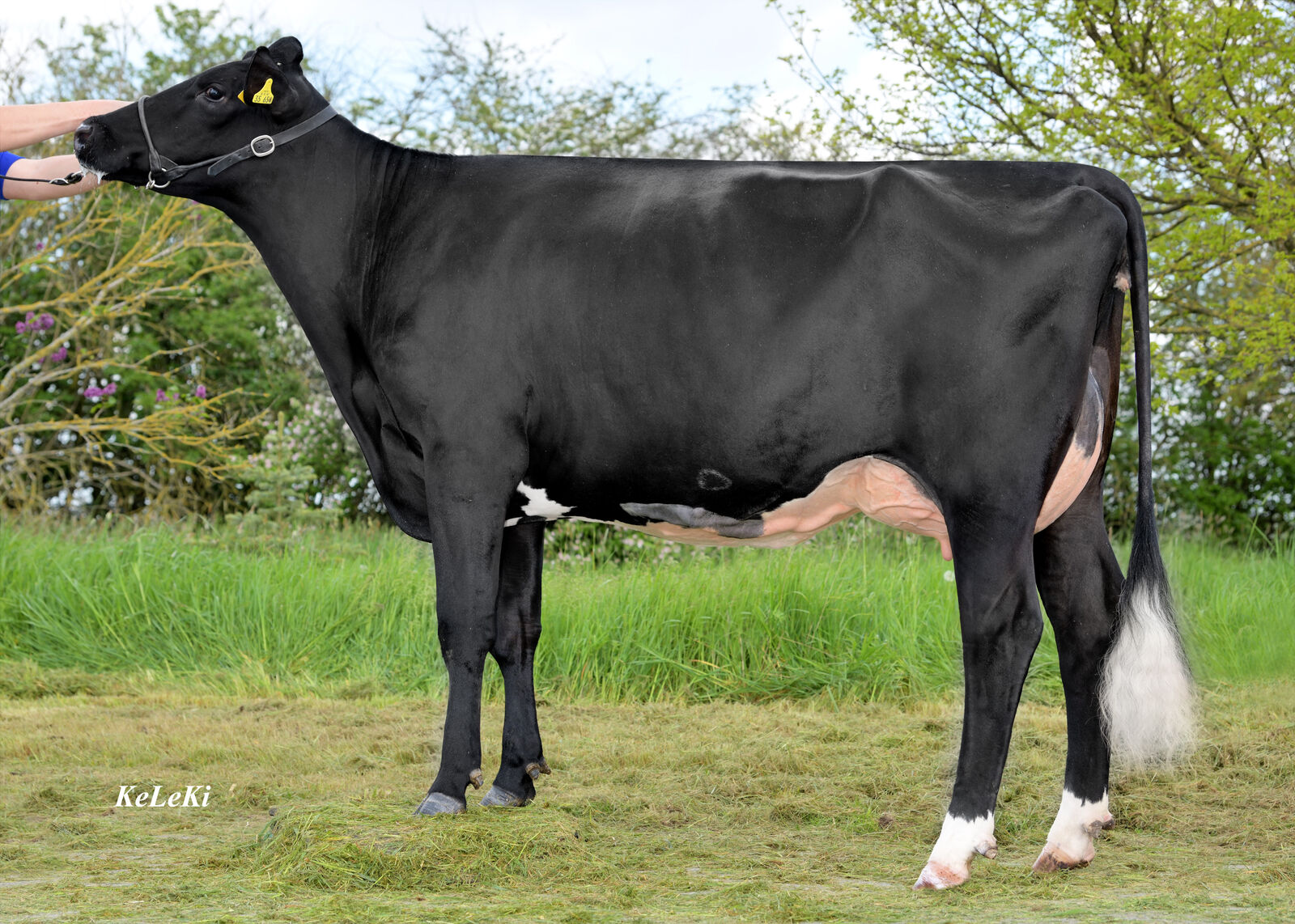 COVER-Tochter GP-83 Lexi, Bes.: Robert Van Ackeren, Emmerich