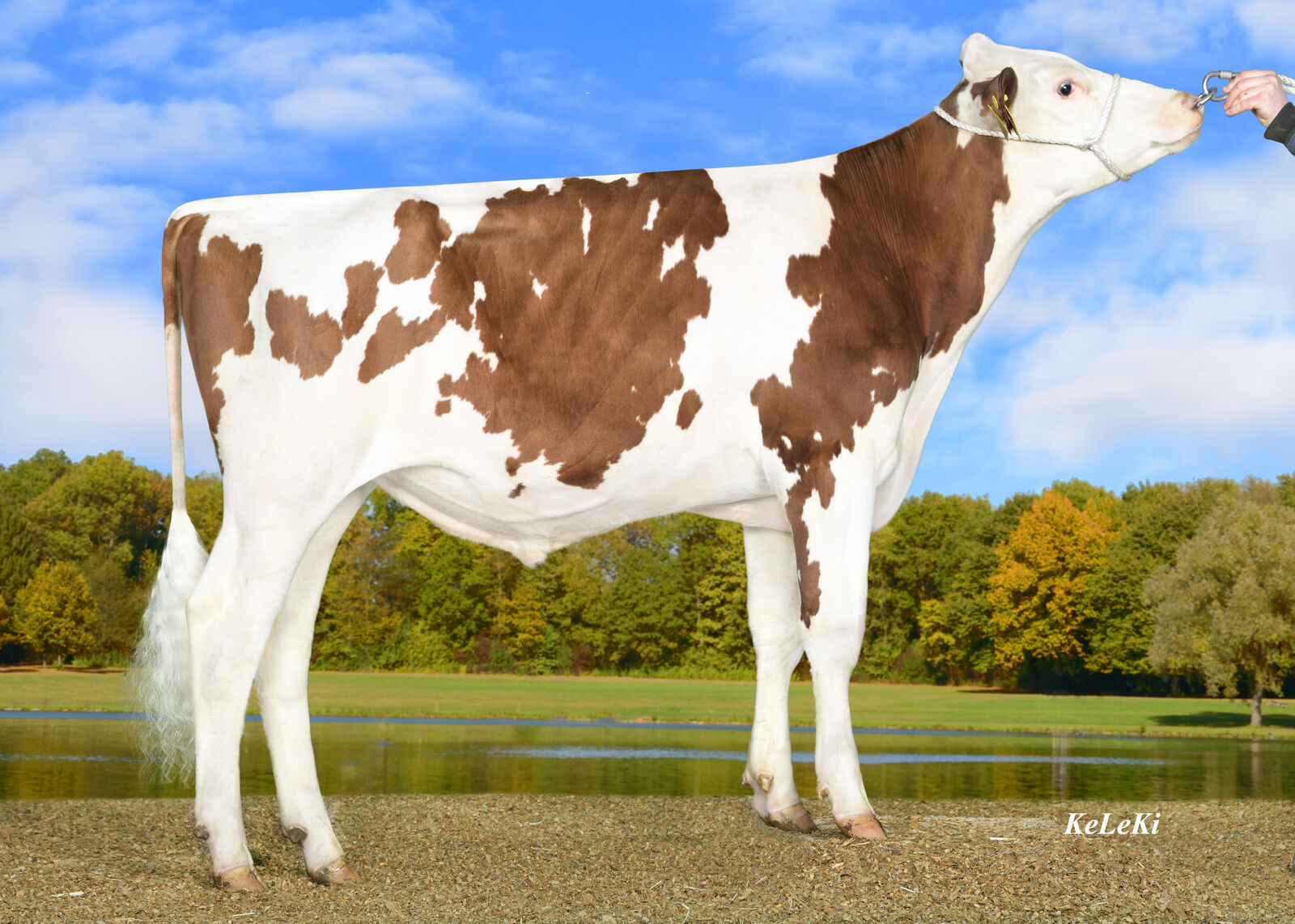 Waldclass MIRACLE PP <br />
(My Dream x Styx Red)