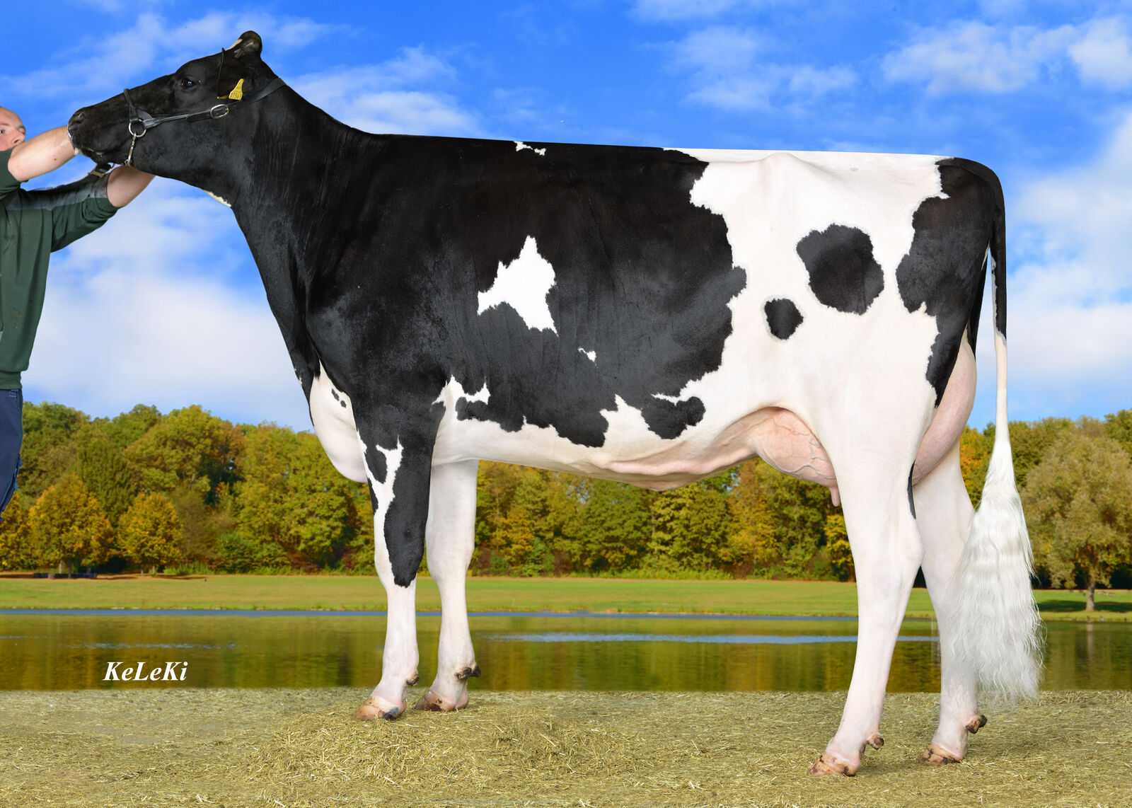 BORN P RDC-Tochter THD Despasita VG-85, B: Ludger Tißen, Kleve