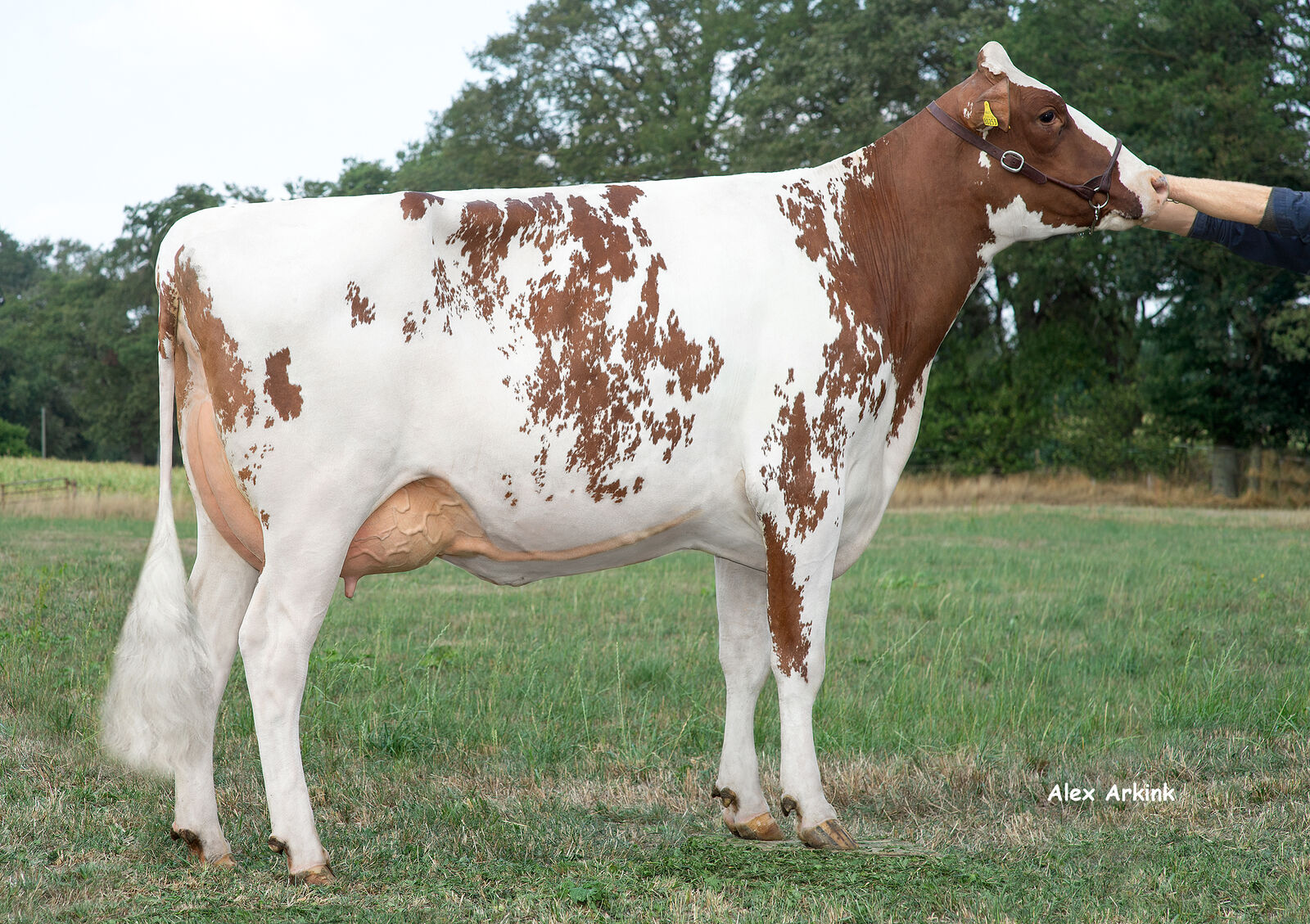 STARLIGHT-Tochter Luna VG-86, Bes.: Milchviehbetrieb Tübing-Lating, Ahaus