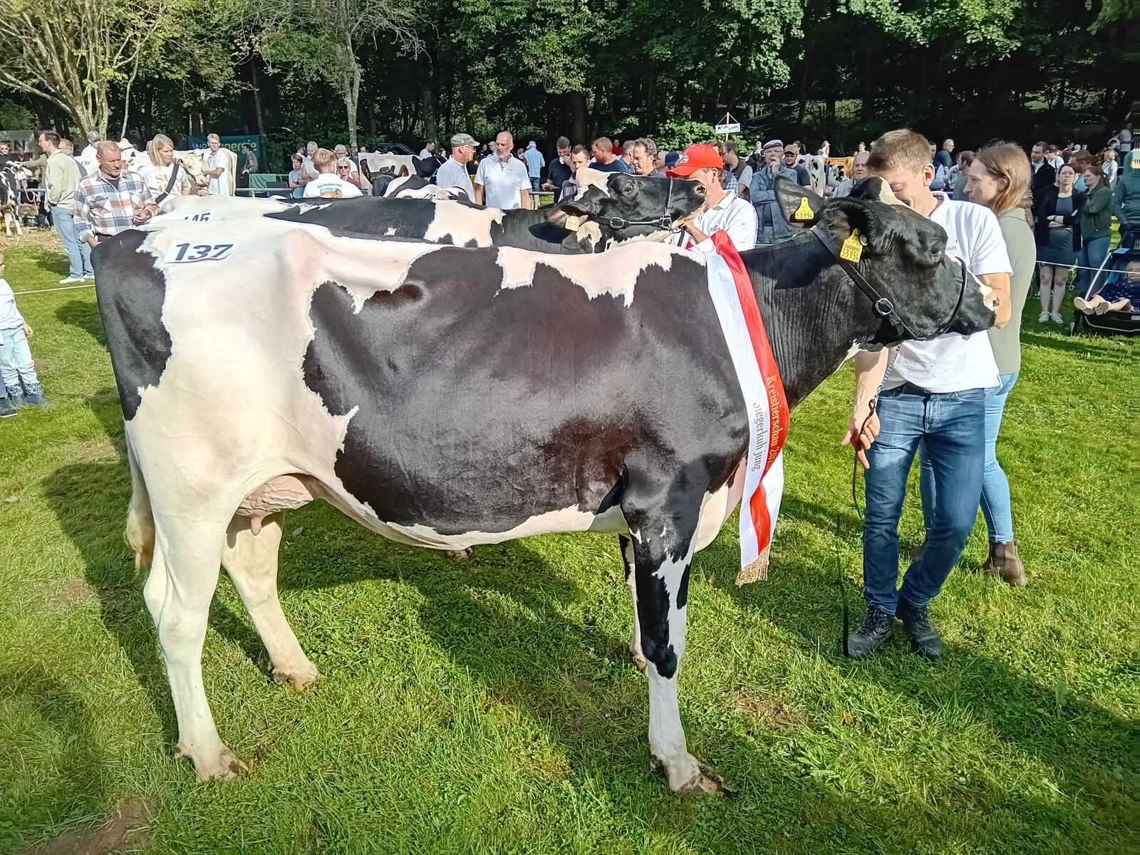 Siegerkuh Jung: Fallon v. Victor von Georg Geuecke, Attendorn-St. Claas
