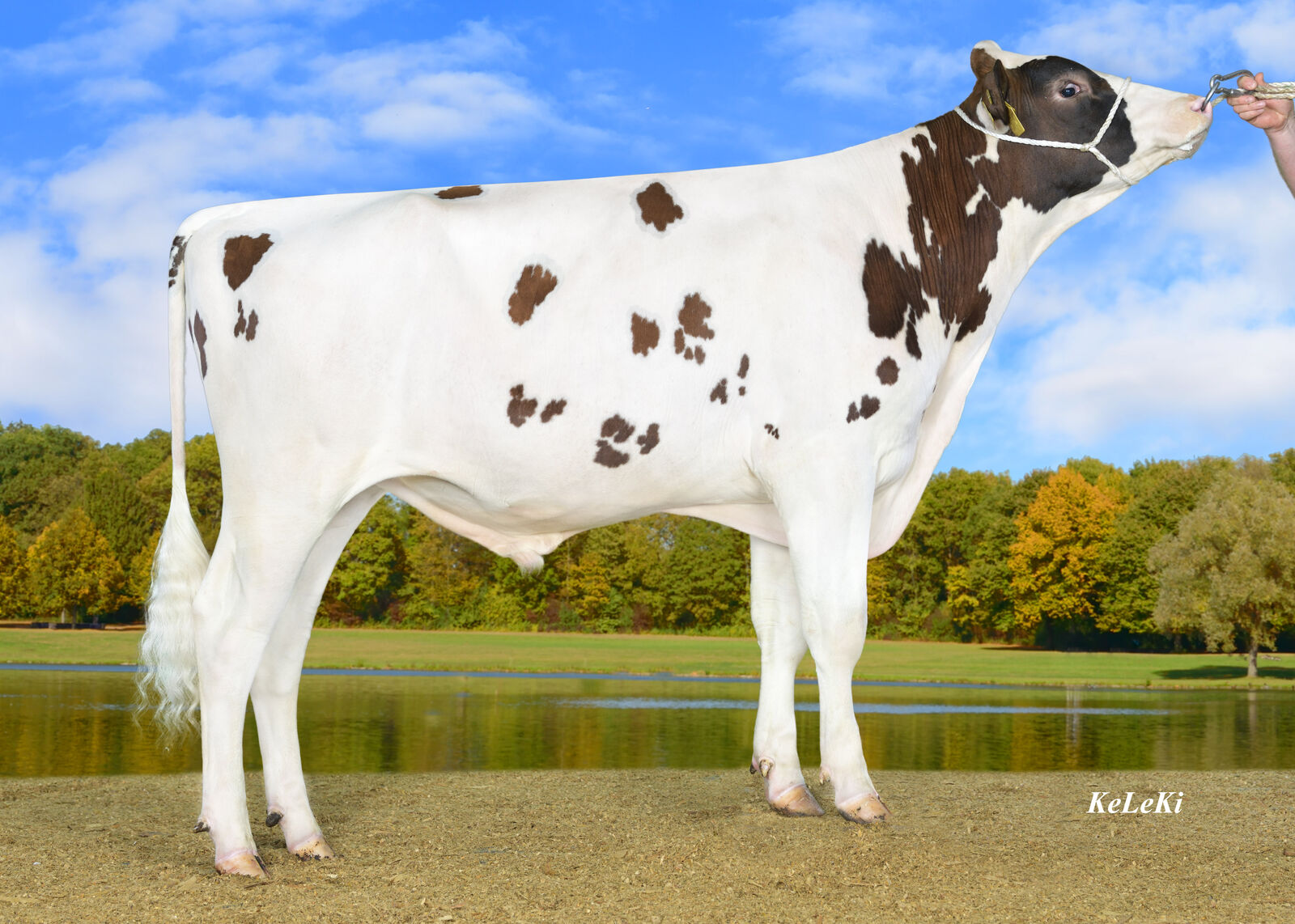 SAILOR PP (SOLITAIR P x Lucky-PP) ist zur Zeit der beliebtestes reinerbige Hornlosbulle im RUW-Angebot. 