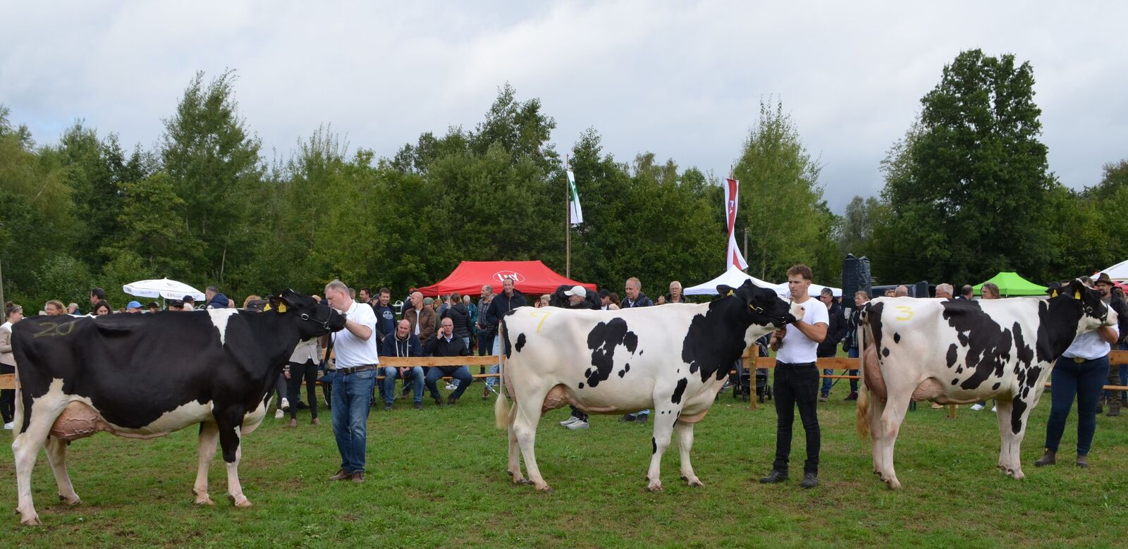 Die Siegerkühe der Holstein-Schau 2026 im Schauring: Siegerin Alt ZS Moldau, Siegerin Mittel Maxima, Siegerin Jung Britania (v. l.)
