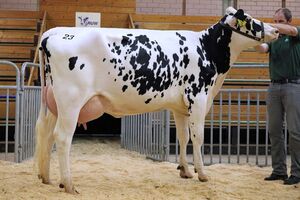 AV_BIT_17-08_Spitzenrind_fuer_2.400_Euro_Kat-Nr_23__eine_Big-Point-Tochter_aus_der_Zucht_der_Peter_Meutes_GbR__Rommersheim.JPG