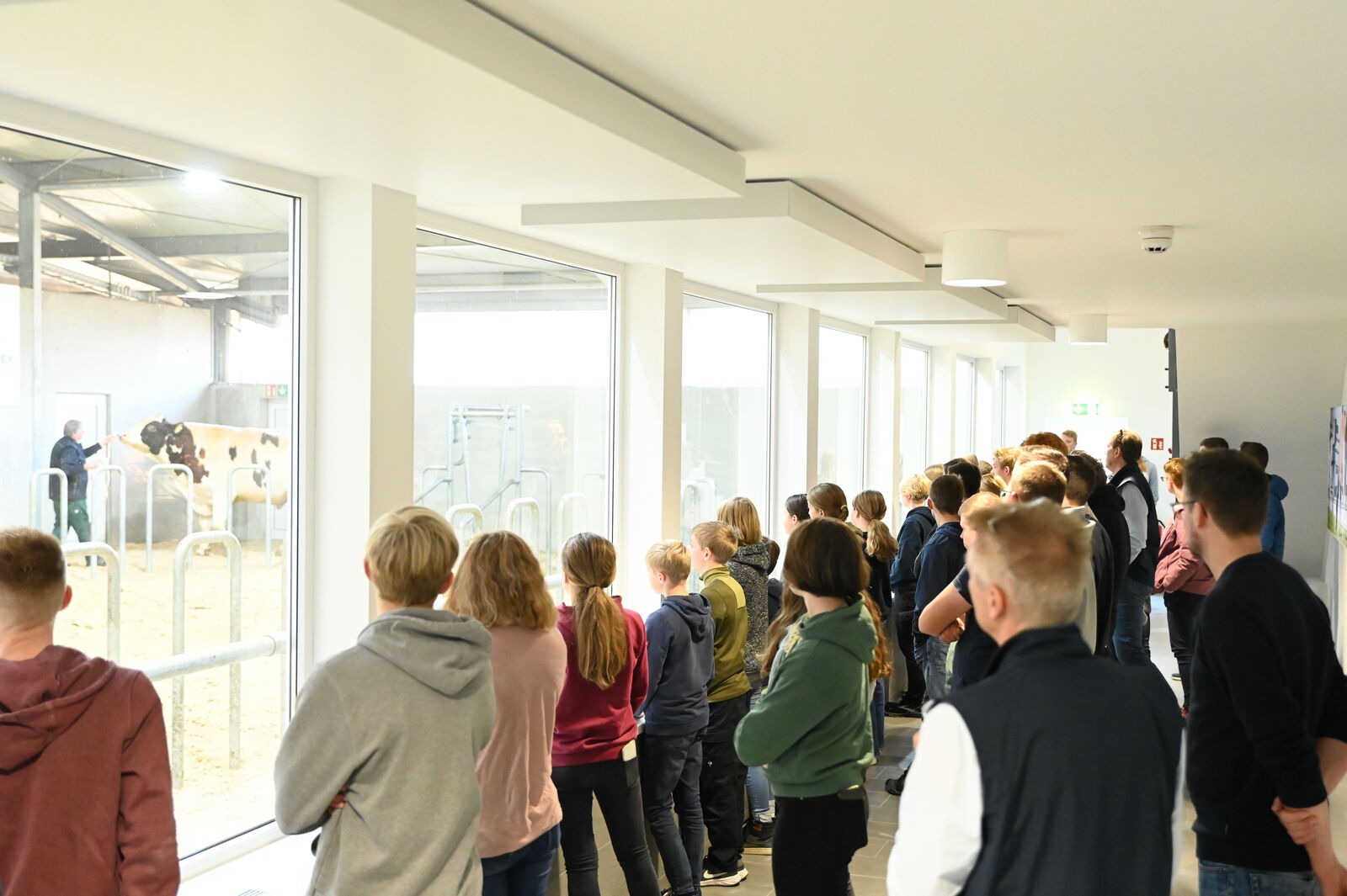 Beeindruckender Moment für die Jungzüchter, wenn sie den direkten Augenkontakt zu den Bullen haben.