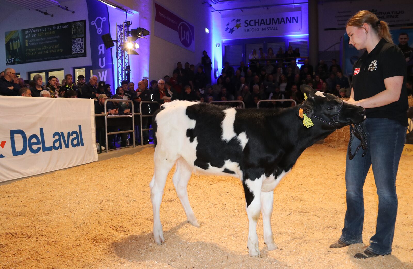 SH Royal Beauty, ein Name, der schon Großes erwarten lässt. Sie wurde von der SH Wendell GbR, Beringstedt verkauft. Den Zuschlag erhielt mit 48.000 € ein deutsches Zuchtunternehmen.