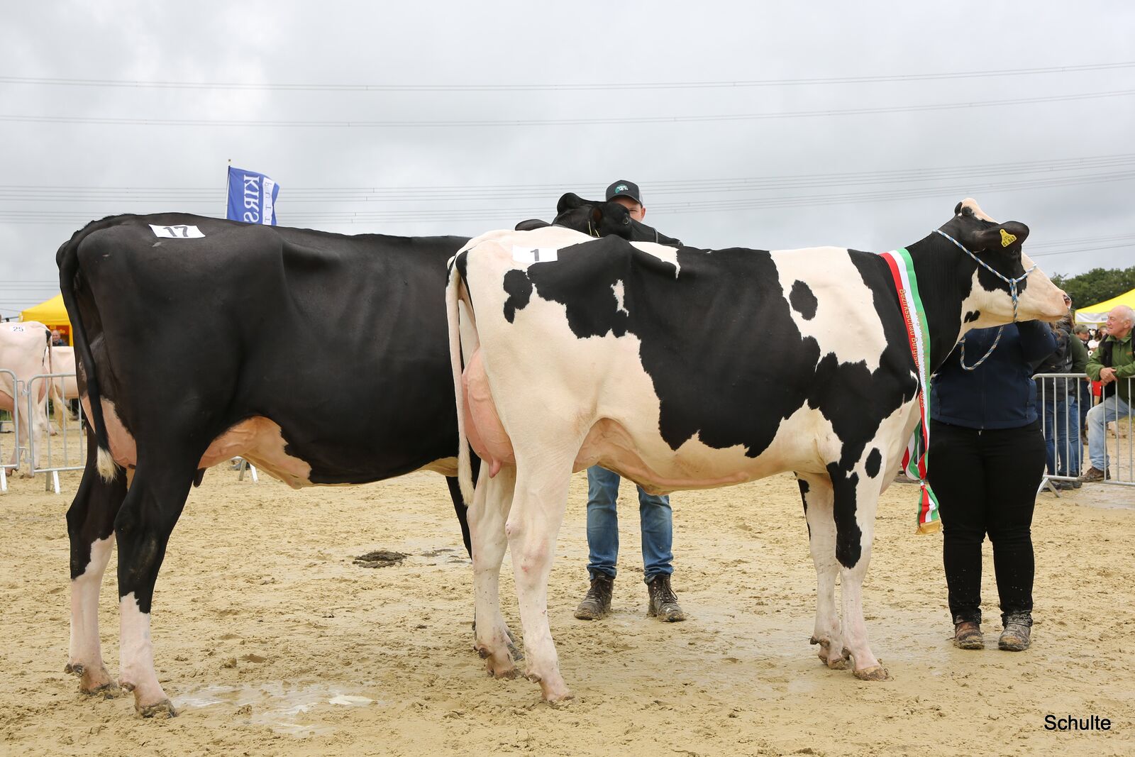 Siegerin COL Sky (Lambda-Tochter, Lüpschen GbR; rechts) überzeugte mit Feinheit, Jugendlichkeit und herausragendem Euter vor der typvollen Diamondback RDC-Tochter Goodthing (Dierdorf GbR, Wipperfürth).