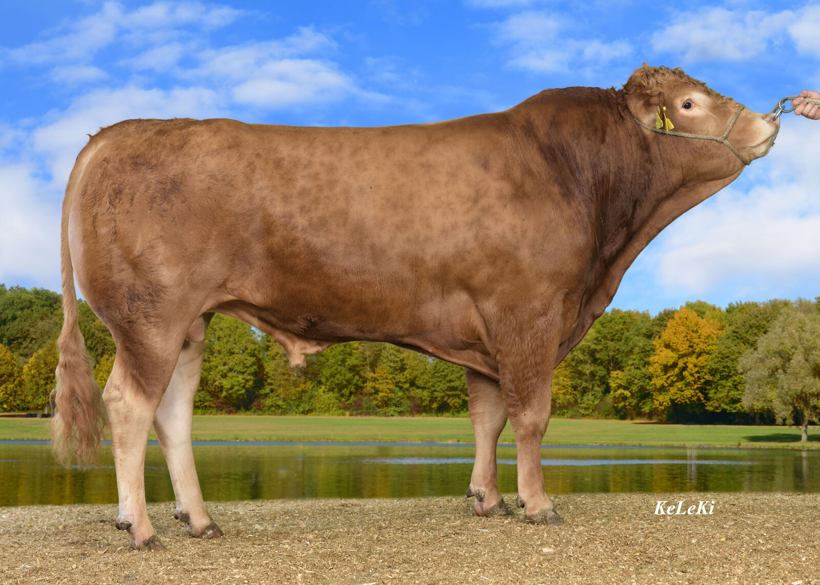 Auch für den Limousin-Bullen Jacob PP liegen die neuen Beef-on-Dairy-Zuchwerte vor.