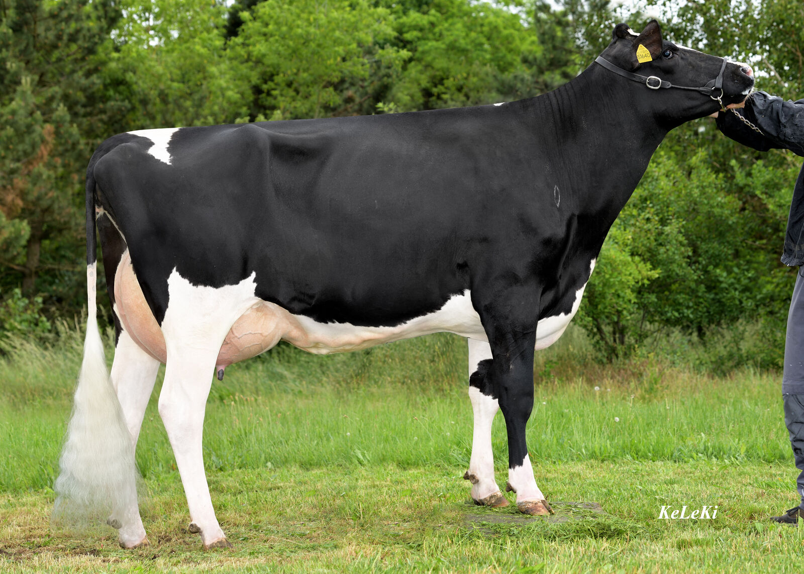 Die DUBLIN-Tochter SL Bingly von der Seydaland RZ GmbH wurde mit VG 85 eingestuft.