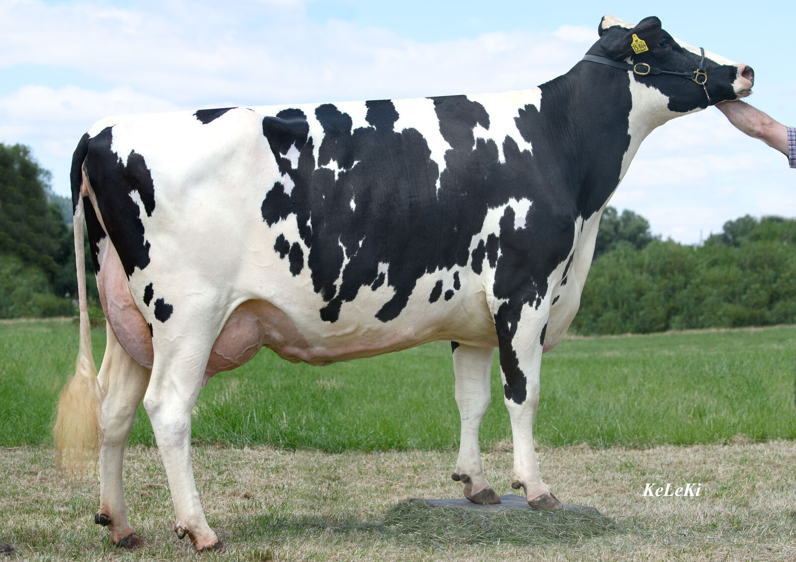 Siegerkuh der mittleren Altersklassen Chief-Tochter Tsunami von Knobloch Holsteins aus Zweibrücken