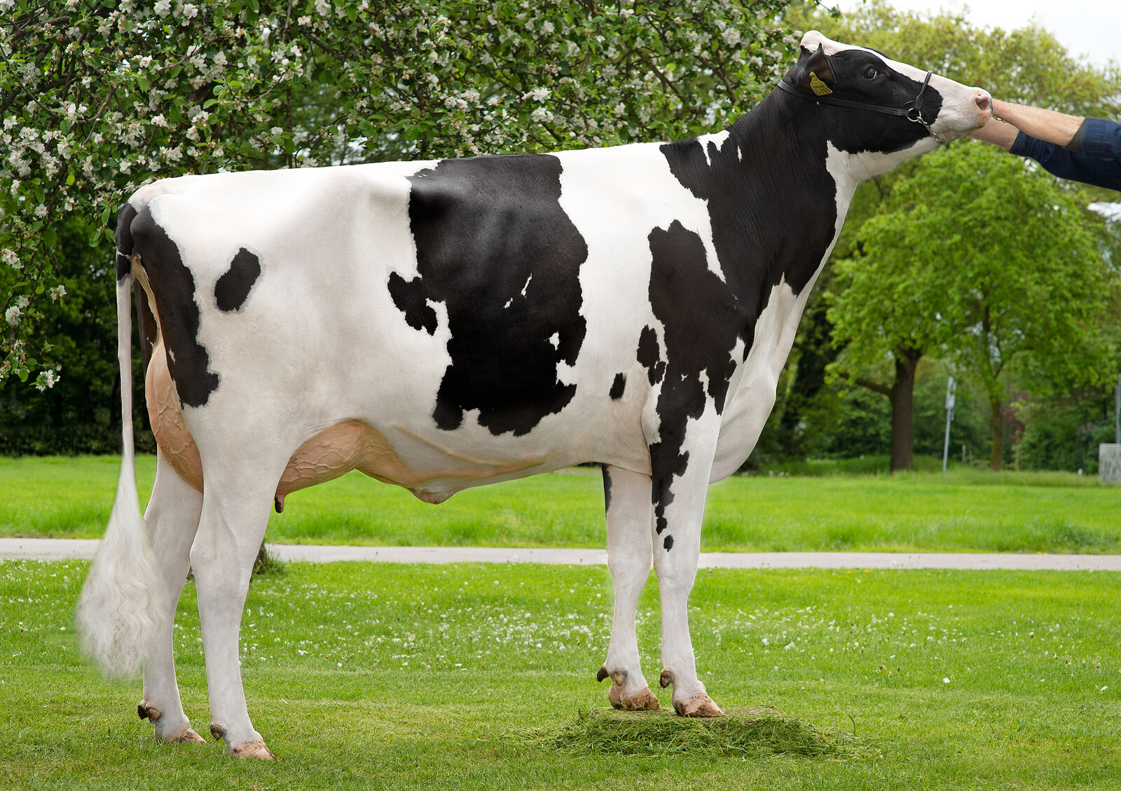 SIMON P-Tochter Alina VG-85, Bes.: Heinrich Gewers, Vreden