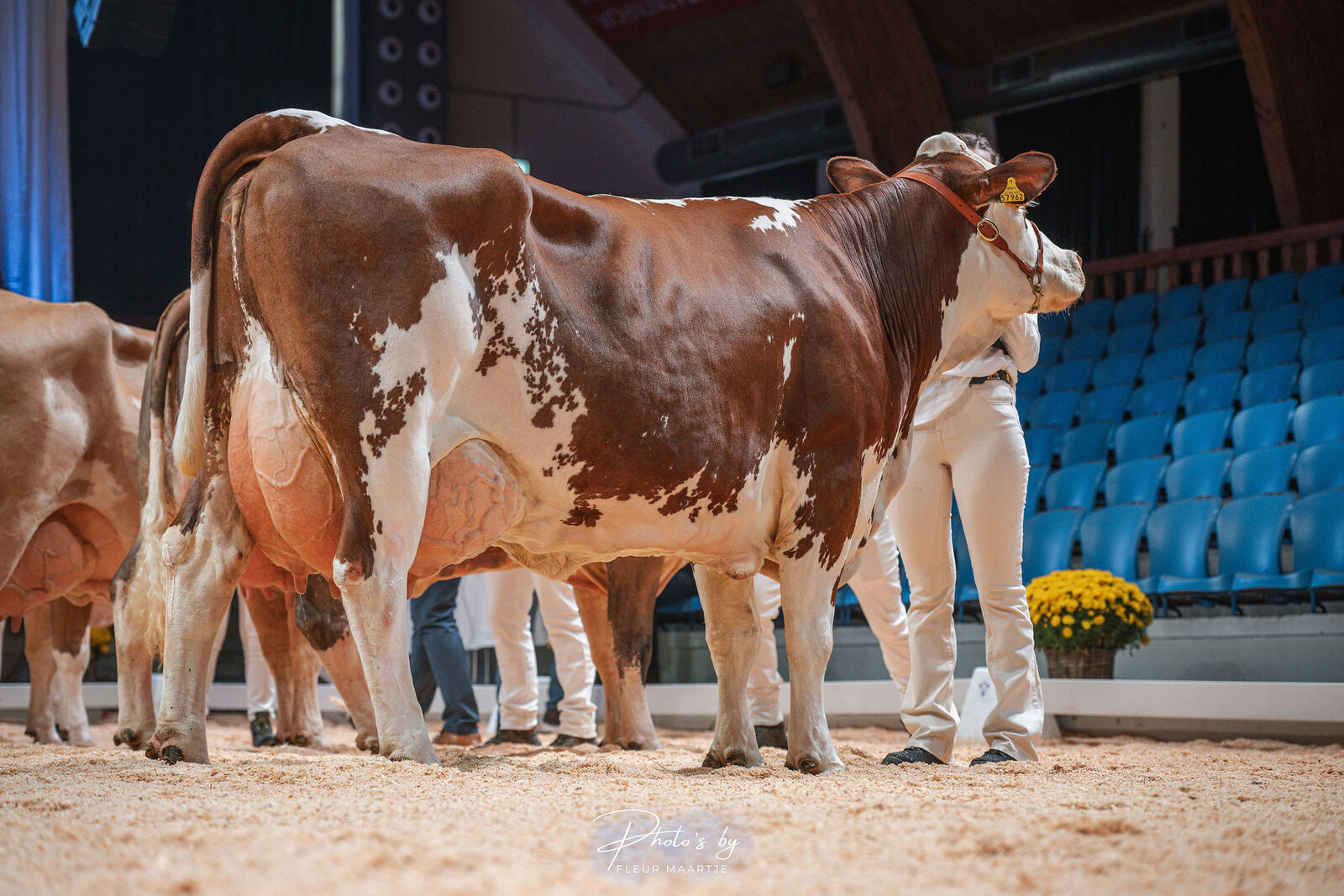 Die dreikalbige Hurly-Tochter WIT Winnipoo vom Betrieb Hielscher aus Leichlingen beeindruckte mit enormer Breite und einem hervorragenden Euter – eine Kuh, die Milch- und Fleischleistung perfekt vereint.