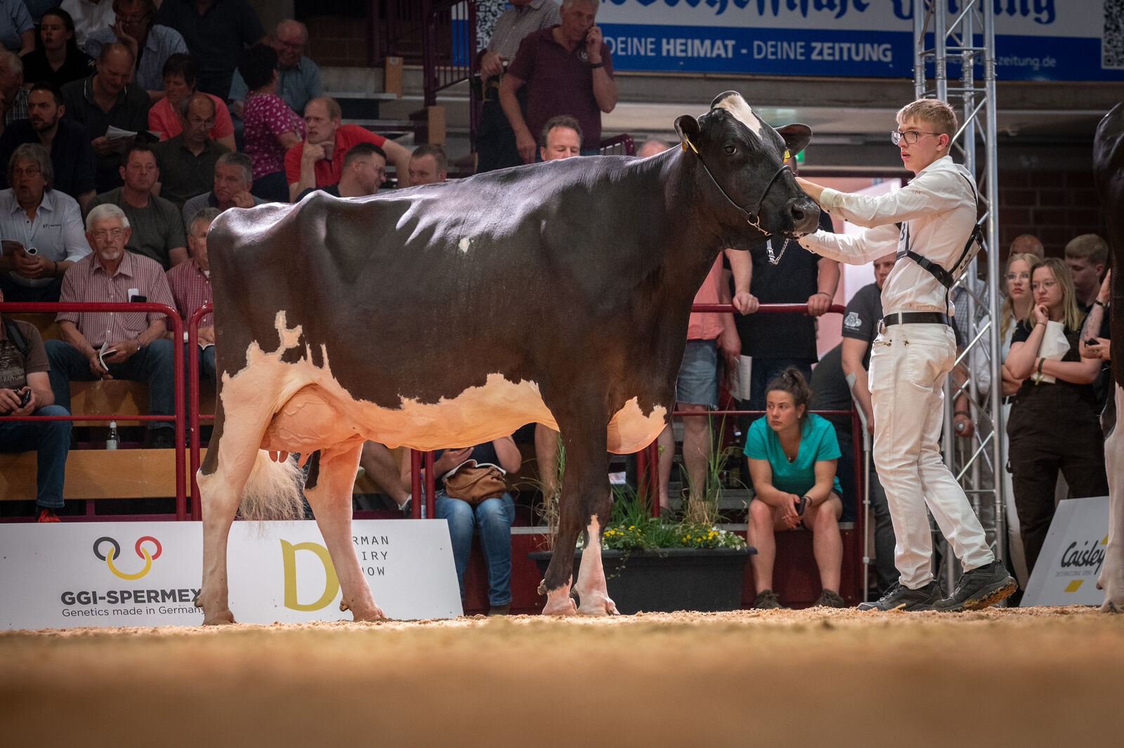 Holstein Lebensleistungsklasse: THL Wanda von Norbert Wendling