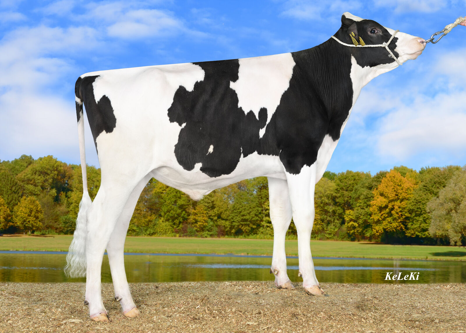 Schreuer 3STAR Sampler PP