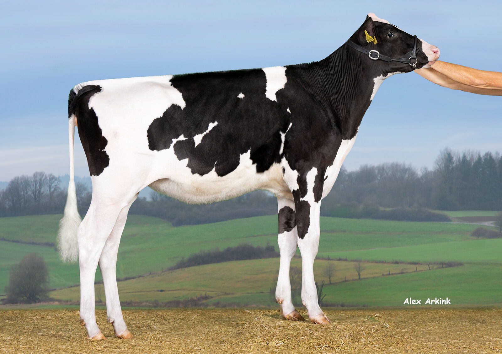 mit dem Gebot von 24.000 € geht SHV Lady P, aus der Zucht der Schwengers GbR aus Kaarst, an einen Käufer aus den benachbarten Niederlanden. 