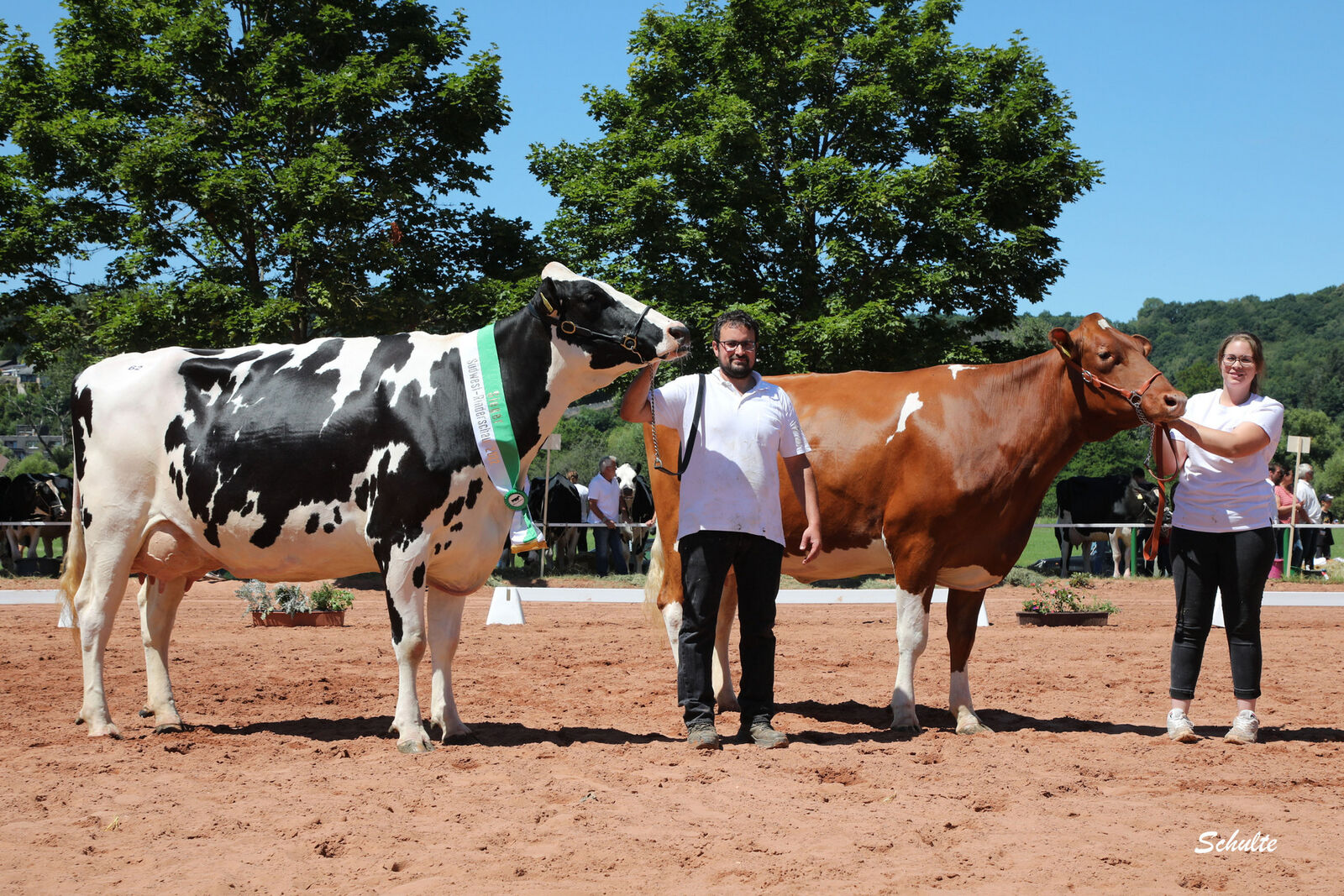 Bei den mittleren Kuhklassen gelingt der der Zuchtstätte Knobloch Holsteins aus Zweibrücken ein Doppelsieg. Siegerkuh wird die Chief-Tochter Tsunami vor ihrer Stallgefährtin Fantasie von Bad.