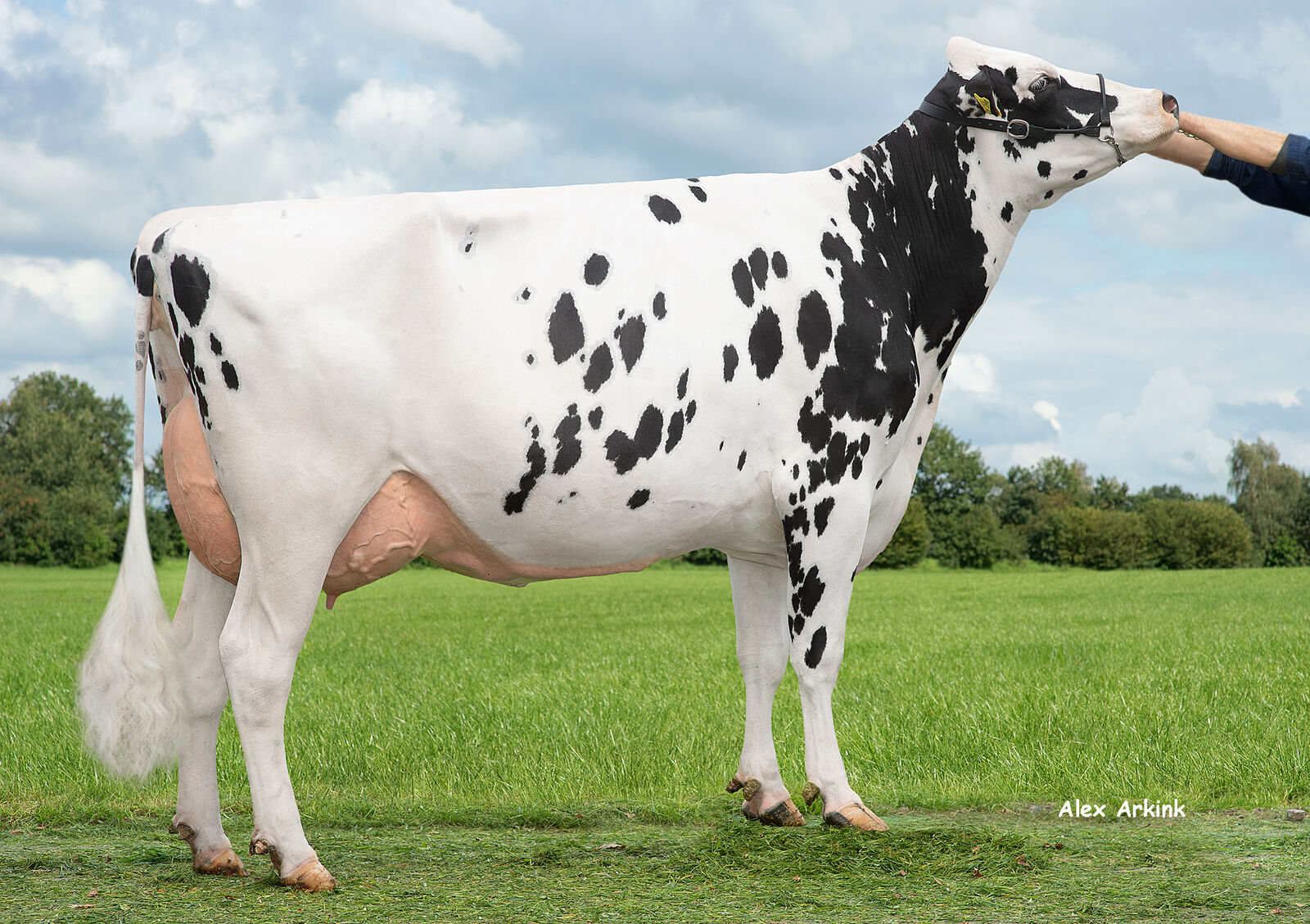 BMN Elli VG 87 ist die Mutter von ACTIVE, CHAMPION und CLAIM und steht im Betrieb von Rainer Thoenes in Kalkar. 