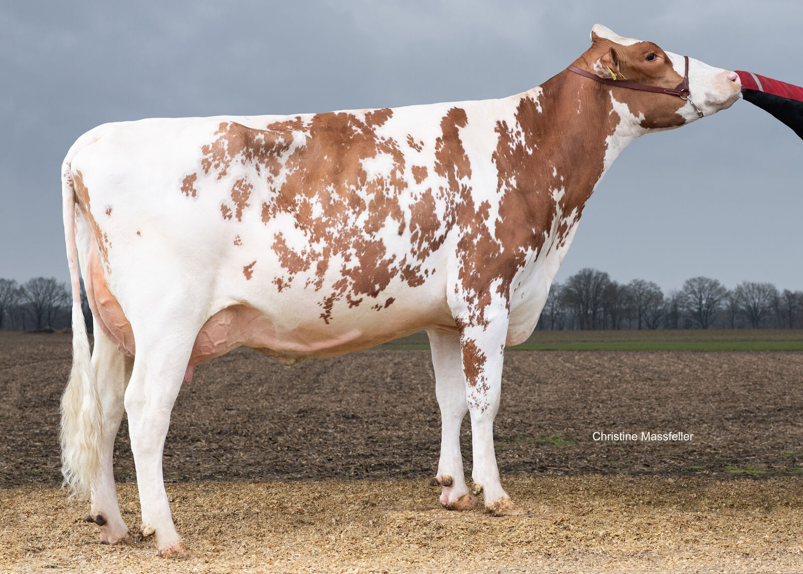 MEMBER PP-Tochter WIL Kalu PP VG-85, Hermann Holtkamp, Vreden