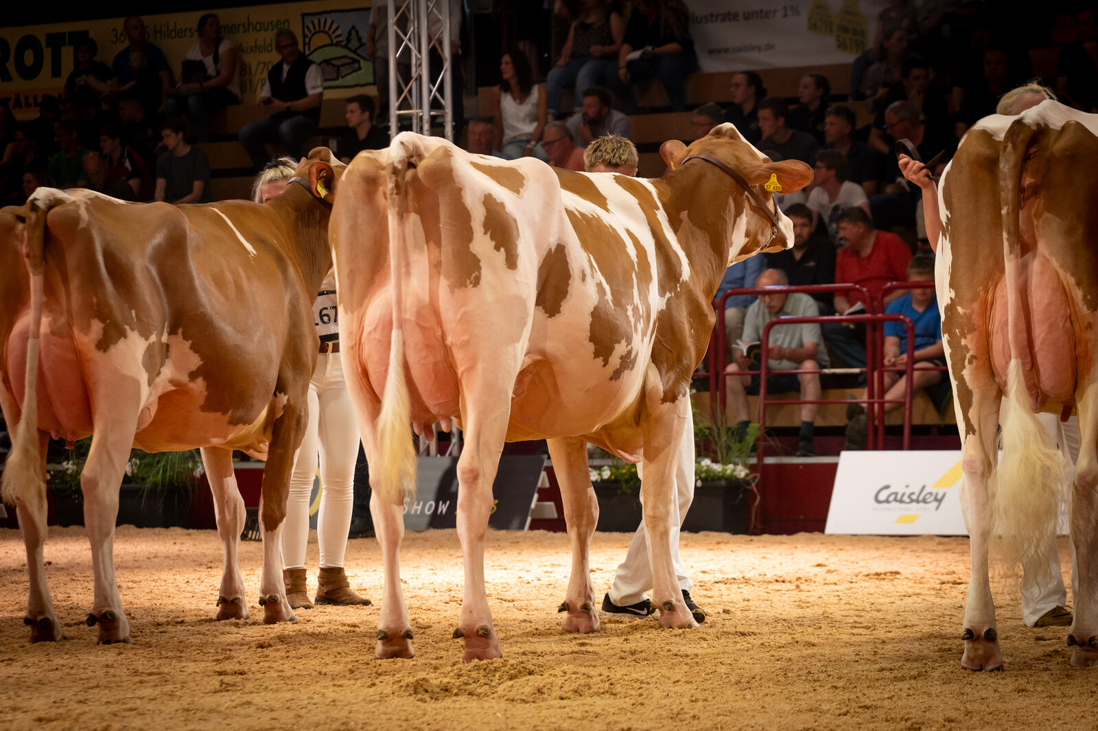Red Holstein Färsenklasse - RUW Serena von Manfred Robert