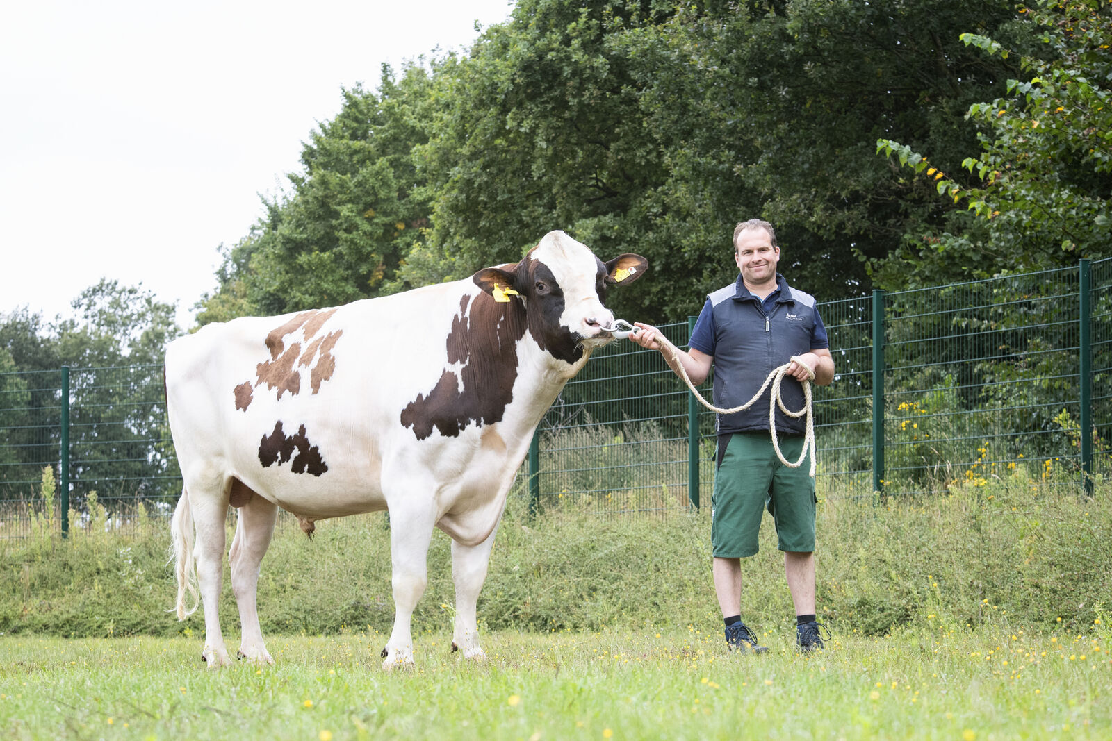 SOLITAIR P führt mit seinem RZG von 145 inoffiziell die Listen deutscher töchtergeprüfter Red Holstein-Bullen an. Leider hat er bisher zu wenig Töchter im Fruchtbarkeitszuchtwert. 
