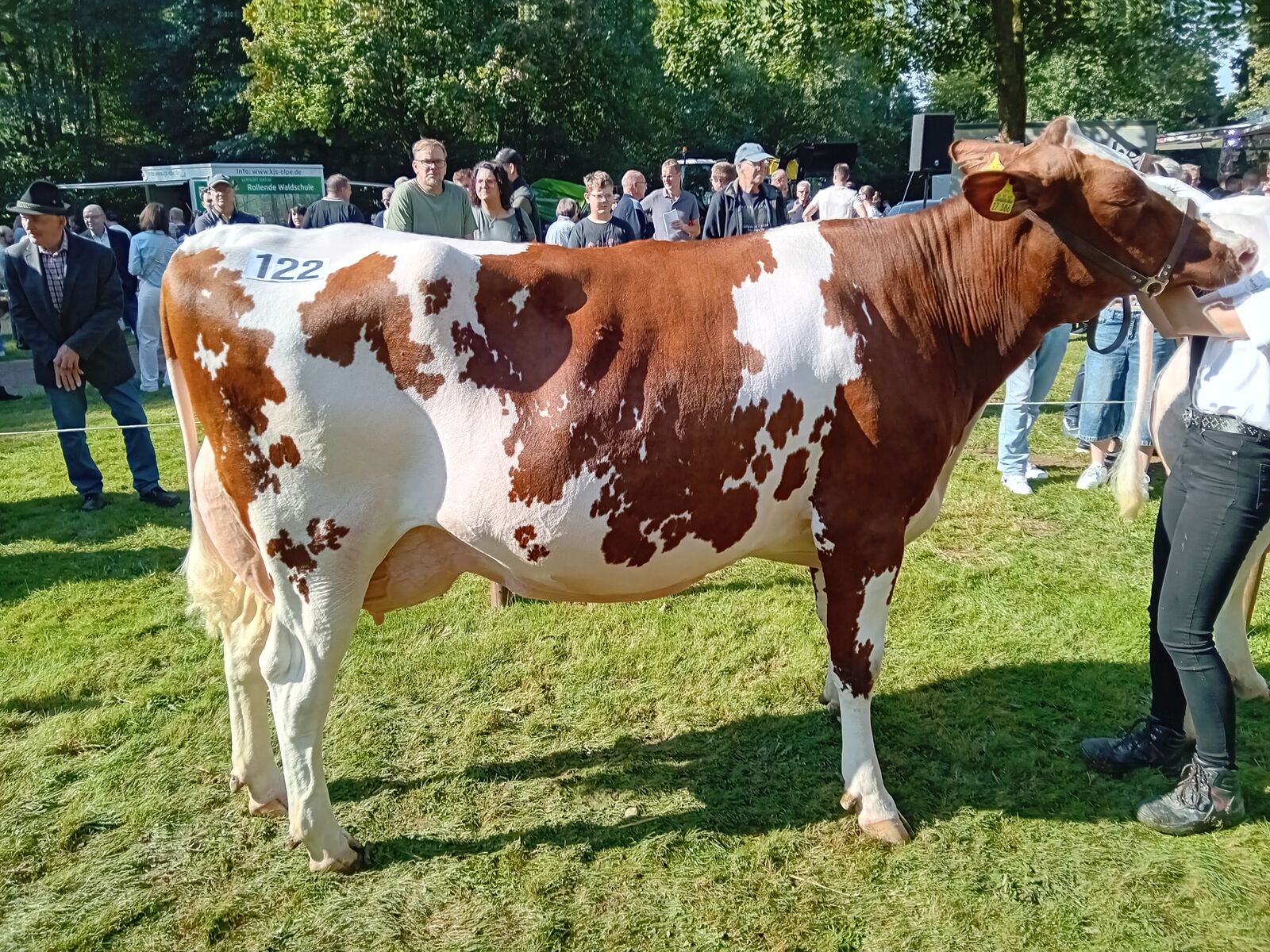 Reservesiegerkuh Mittel: Jetta v. Solito Red von Voss-Burbecke GbR aus Lennestadt-Burbecke