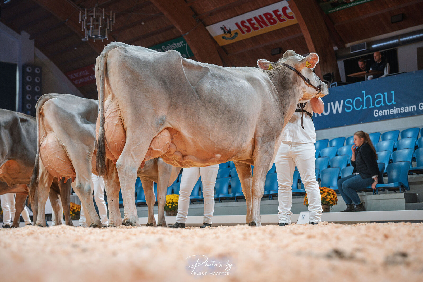 Großer Erfolg für die zuchtbegeisterte Familie Kollenberg aus Marienheide: Mit der beeindruckenden Bender-Tochter KIT Nyala sicherten sie sich die Siegerschärpe bei den Braunvieh-Kühen – und machten mit KIT Satara den Doppelsieg perfekt.