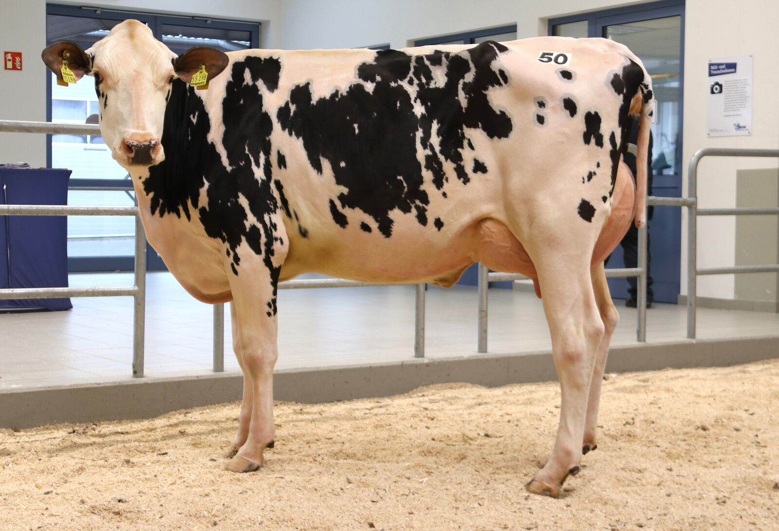 Die Preisspitze bei den Holsteinfärsen kam einmal mehr aus Musweiler. Die Züchter Stefan und Matthias Zens GbR verkauften diese Highway-Tochter für 3.900 € an einen jungen Züchter aus der Eifel. 