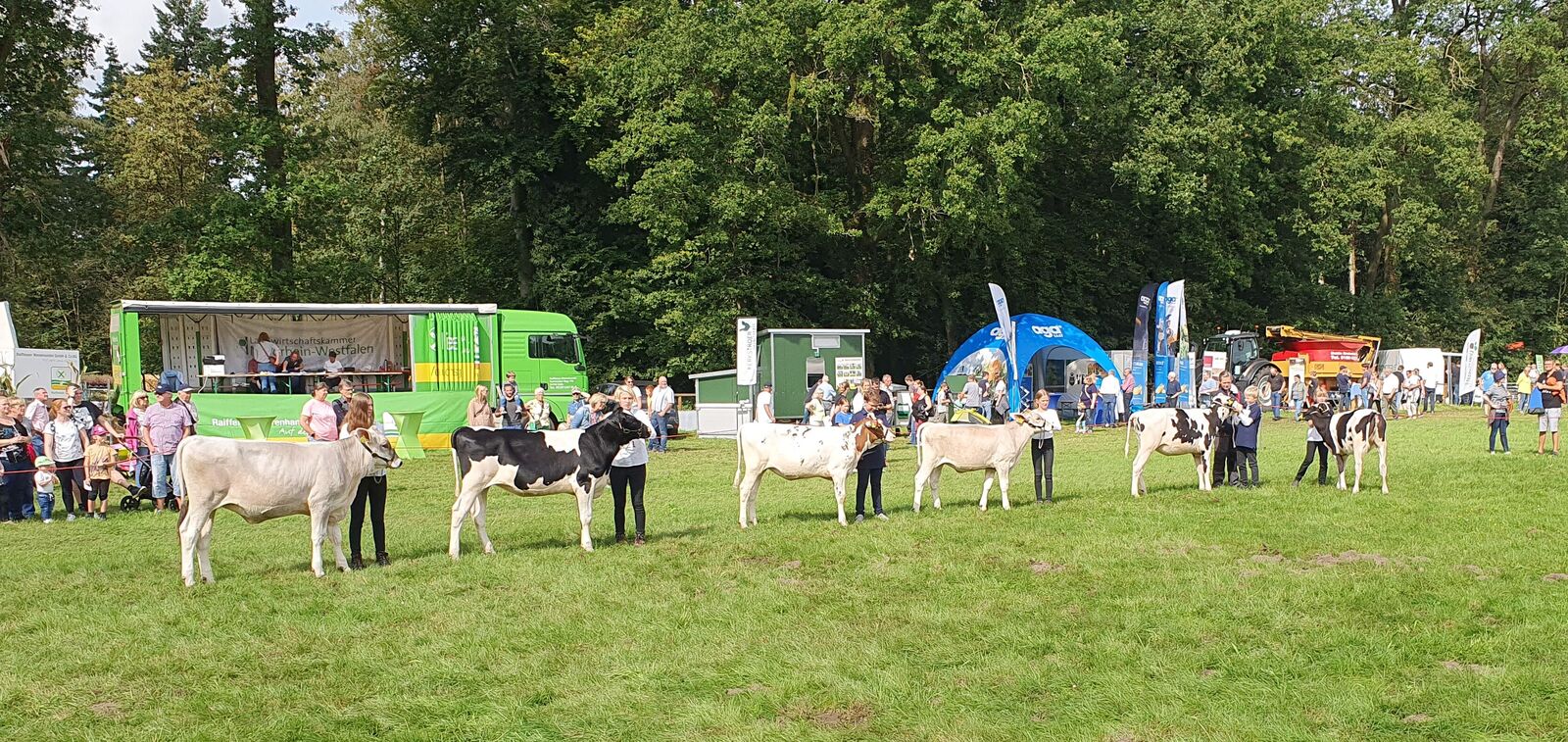 Die Jungzüchter präsentieren gekonnt ihre Jungrinder und Kälber im Schauring. 
