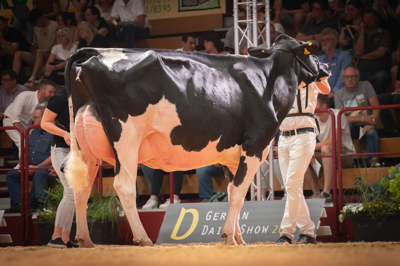 Holstein Junge Klasse: Europa von Bernd Lohmann