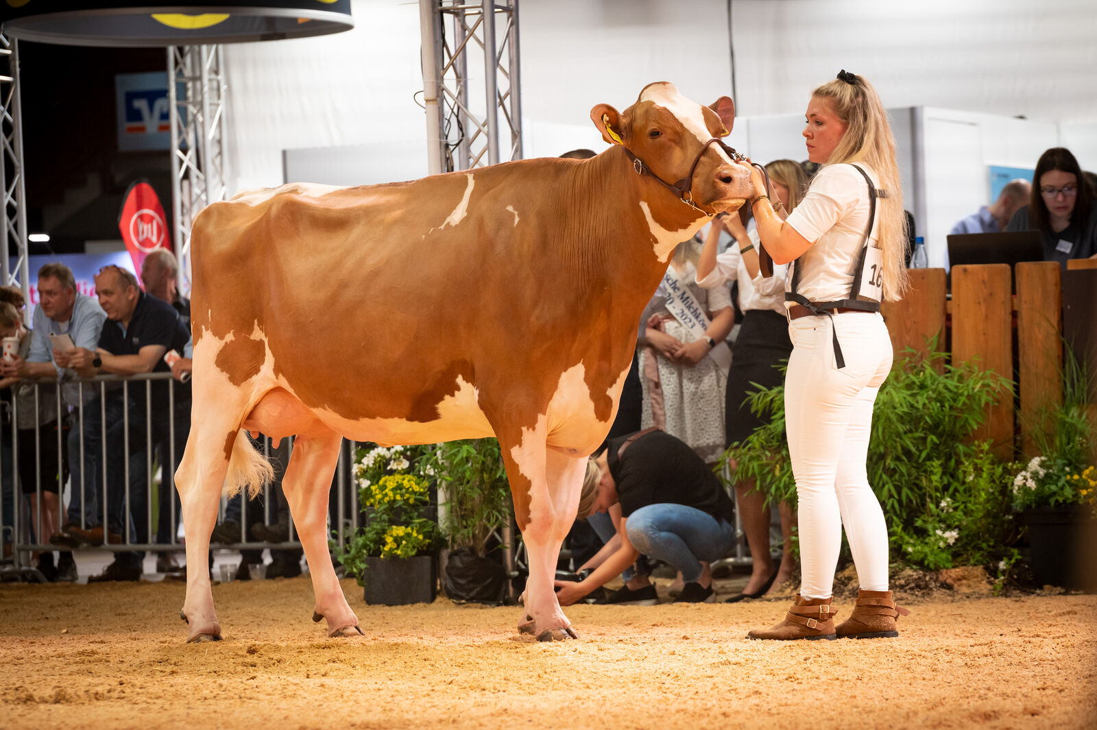 Red Holstein Färsenklasse - 1c für THL Riga von Dierdorf GbR
