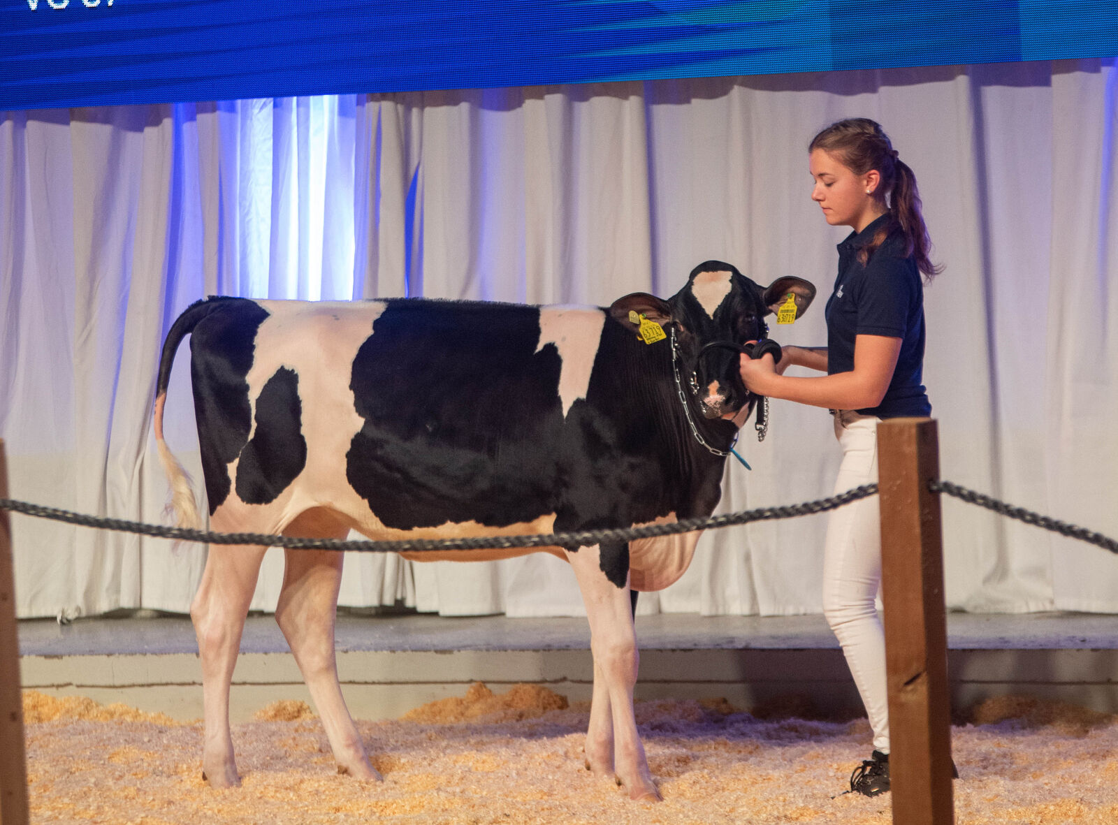 PRO Vienna, aus der Zucht von Andreas Pröbsitng aus Everswinkel, steht die höchste Surfer-Tochter nach gRZG zum Verkauf.