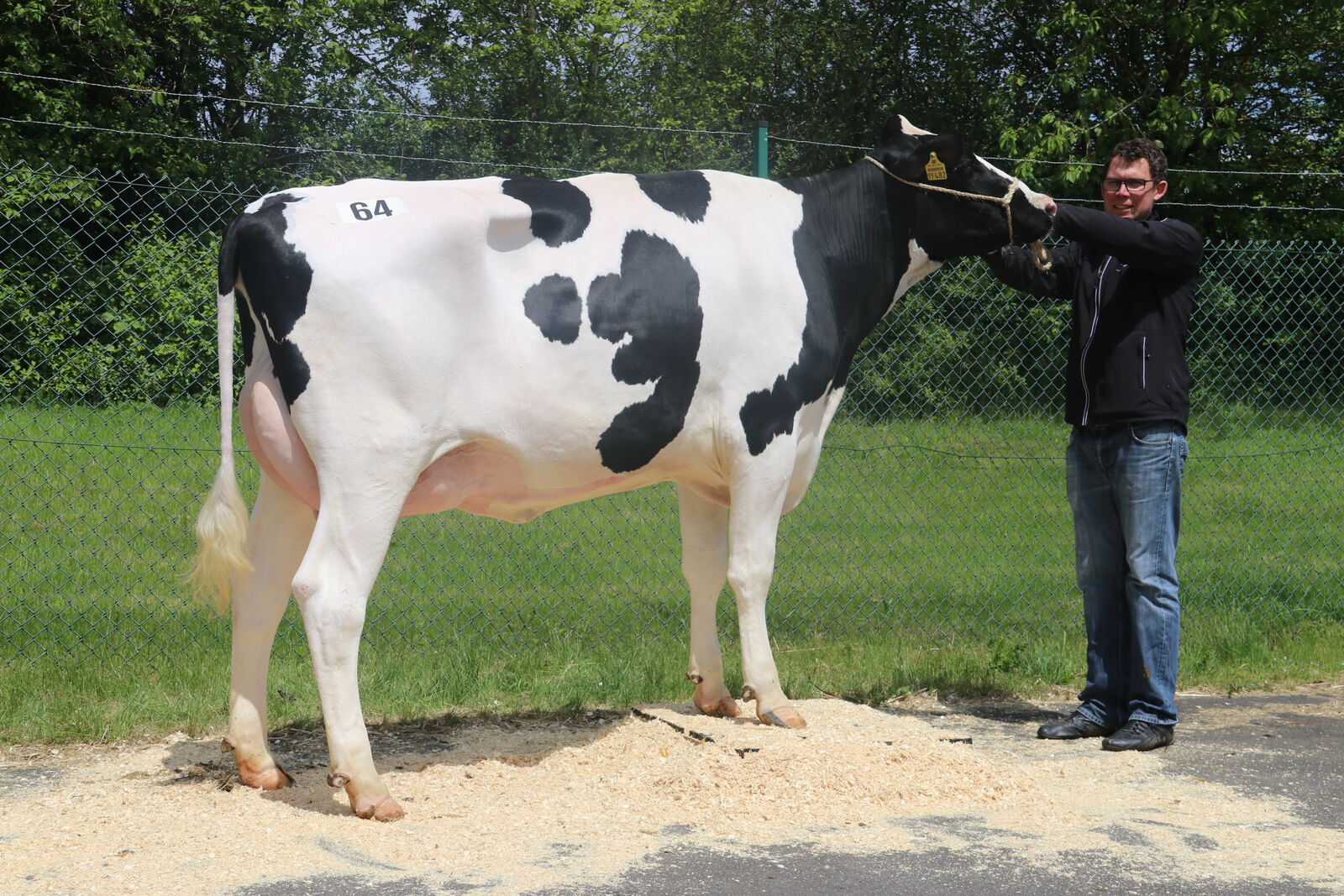 Der Top-Seller des Tages: KhW Enie aus dem Zuchtstall von Thomas Kreutz, Wilsecker, wechselt für 3.500 € zu einem Züchter nach Belgien. 