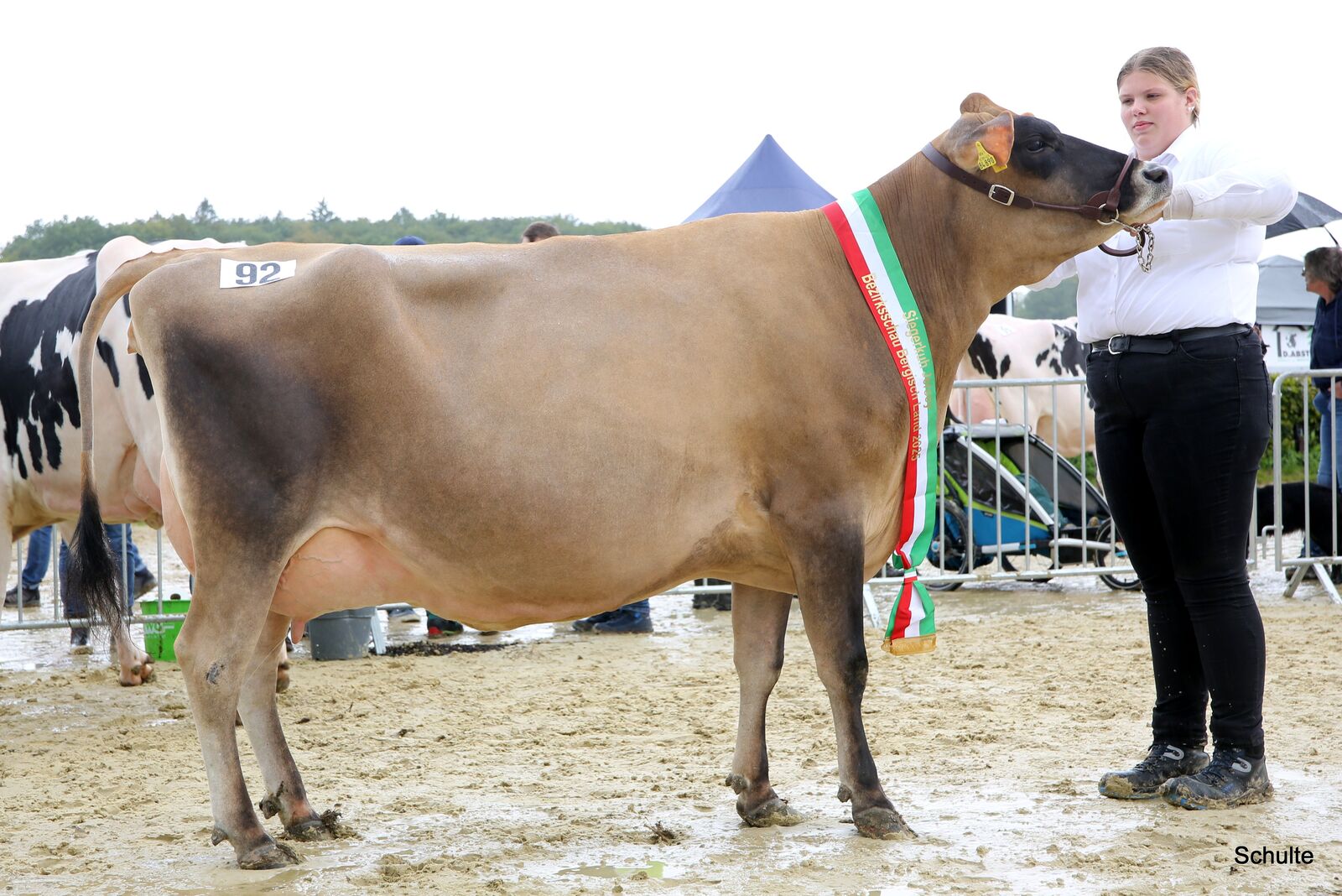 Jerseysiegerkuh wir die Joel-Tochter Marvelous der Dierdorf GbR.